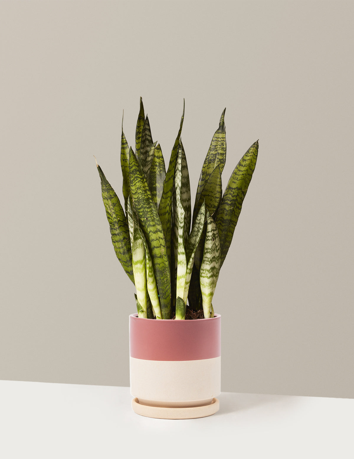 Paşa Kılıcı (Snake Plant) Zeylanica