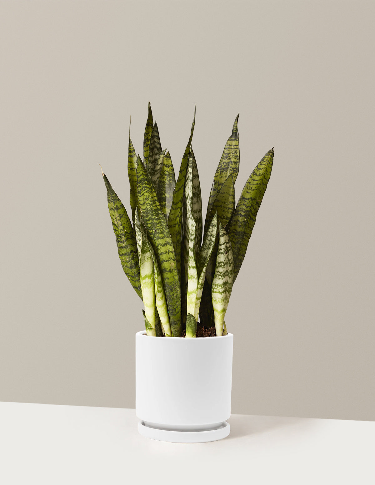 Paşa Kılıcı (Snake Plant) Zeylanica