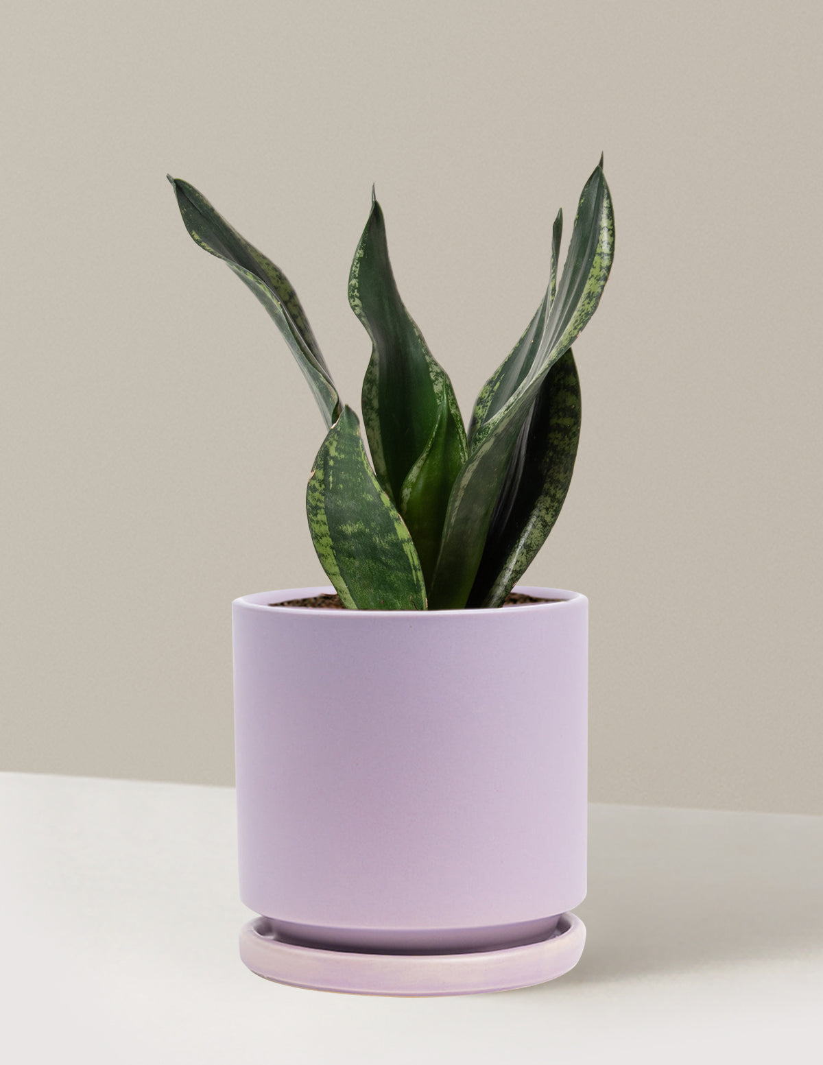 Snake Plant Silver Flame