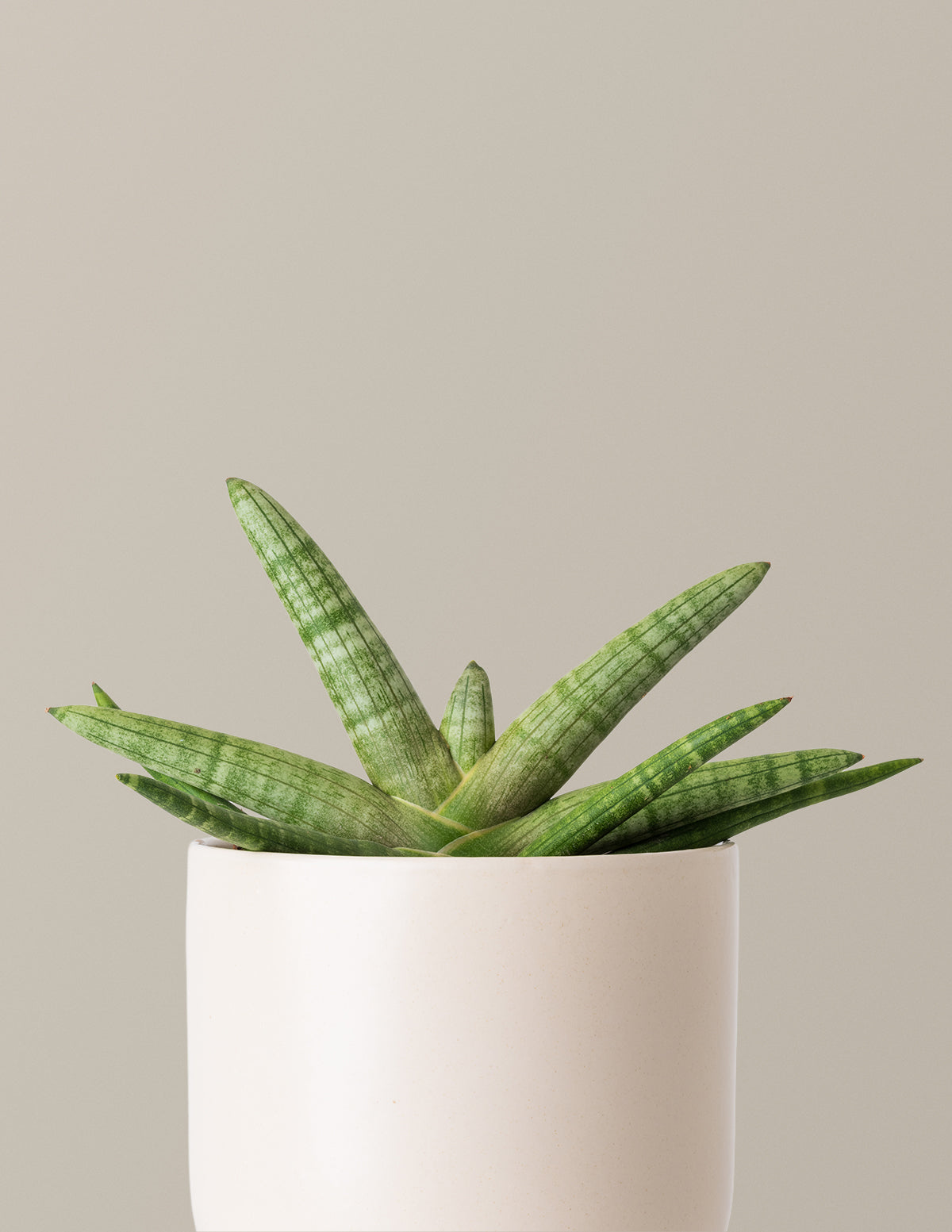 Yıldız Paşa Kılıcı (Snake Plant Starfish)