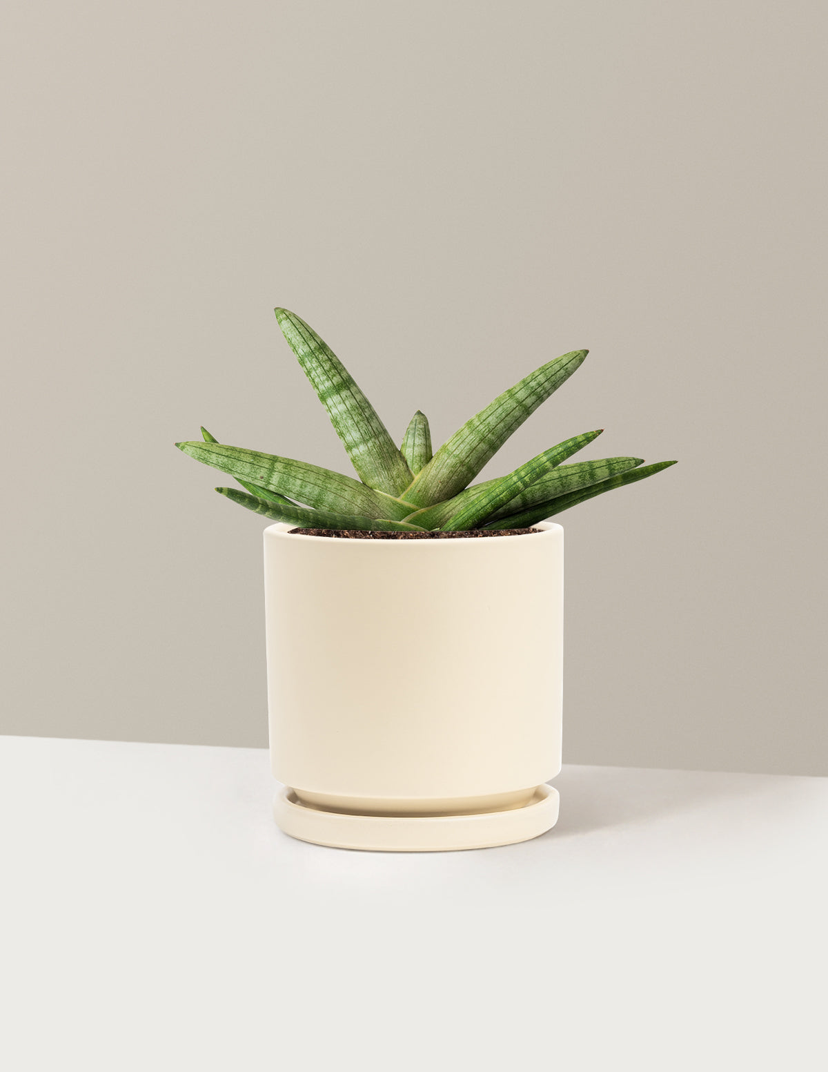Yıldız Paşa Kılıcı (Snake Plant Starfish)