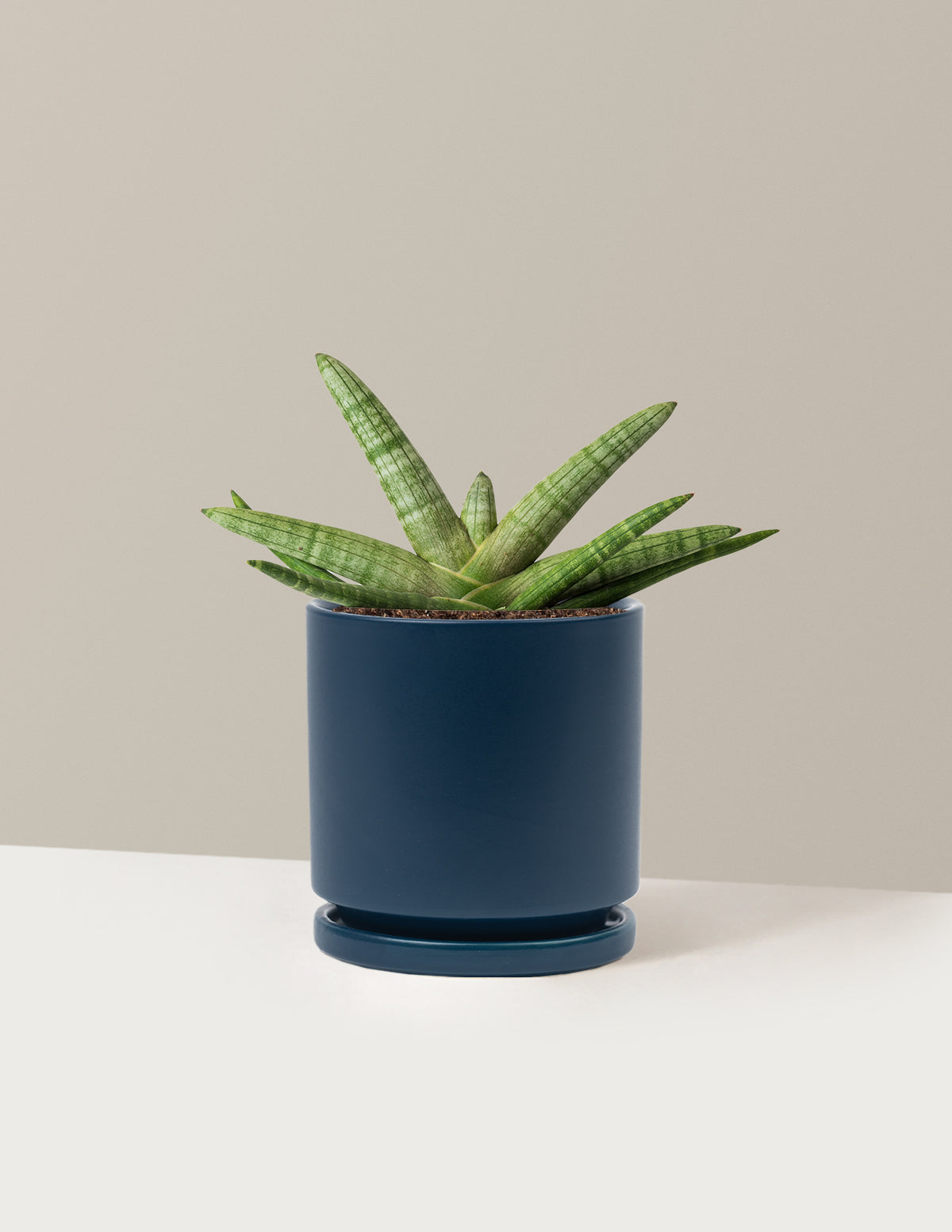 Yıldız Paşa Kılıcı (Snake Plant Starfish)