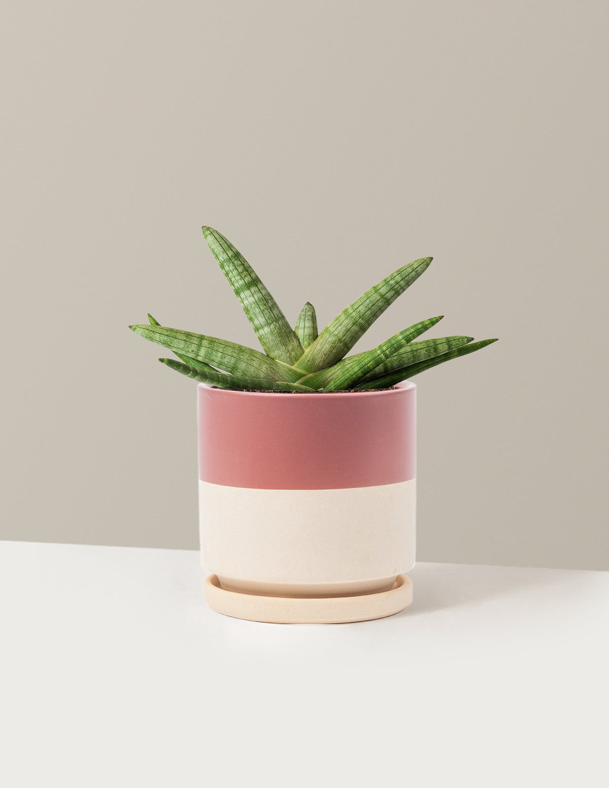 Yıldız Paşa Kılıcı (Snake Plant Starfish)