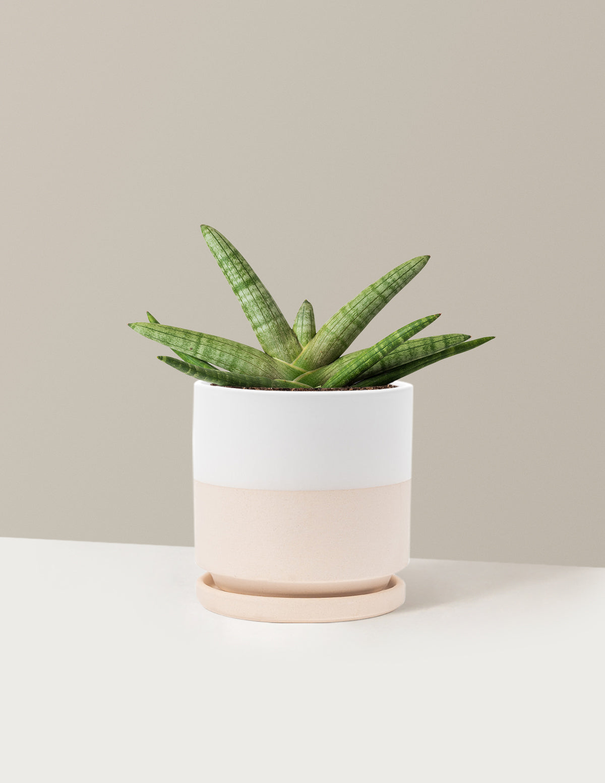Yıldız Paşa Kılıcı (Snake Plant Starfish)