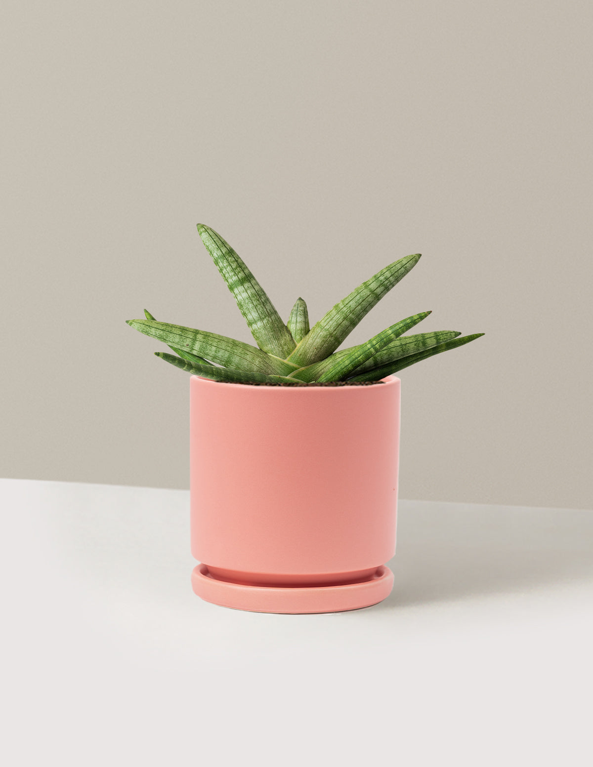 Yıldız Paşa Kılıcı (Snake Plant Starfish)