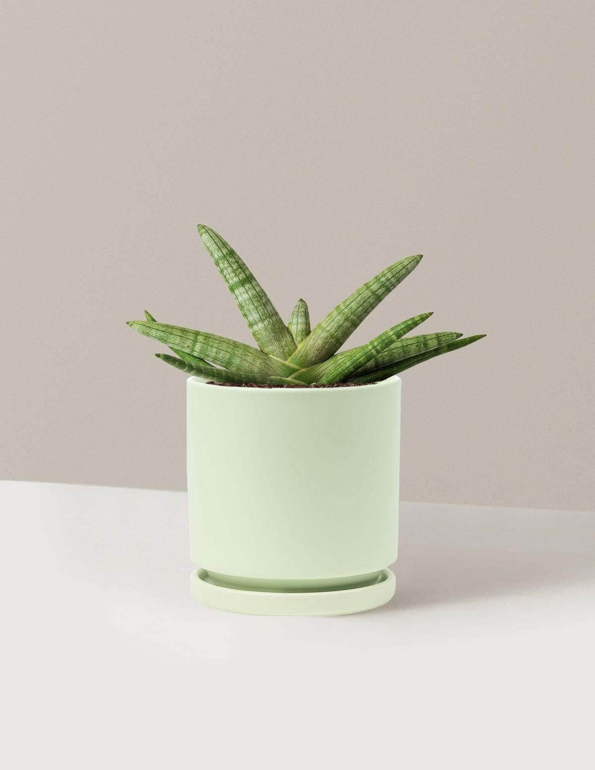 Yıldız Paşa Kılıcı (Snake Plant Starfish)