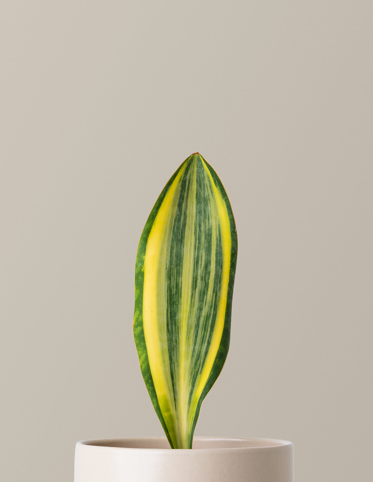 Alacalı Balina Kuyruğu Paşa Kılıcı (Variegated Whale Fin)