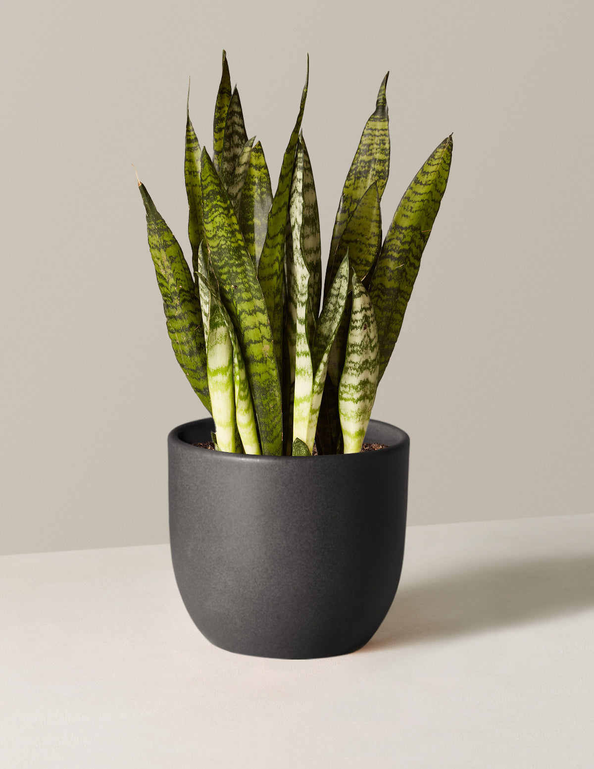 Paşa Kılıcı (Snake Plant) Zeylanica