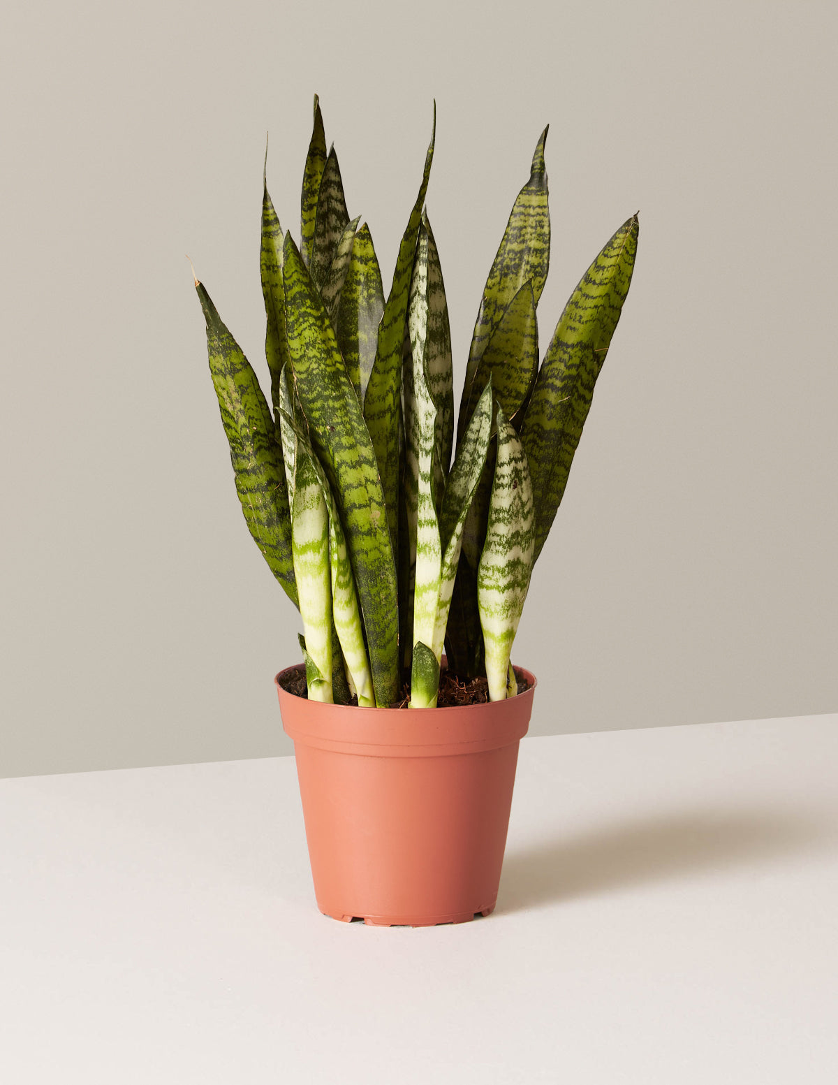 Paşa Kılıcı (Snake Plant) Zeylanica
