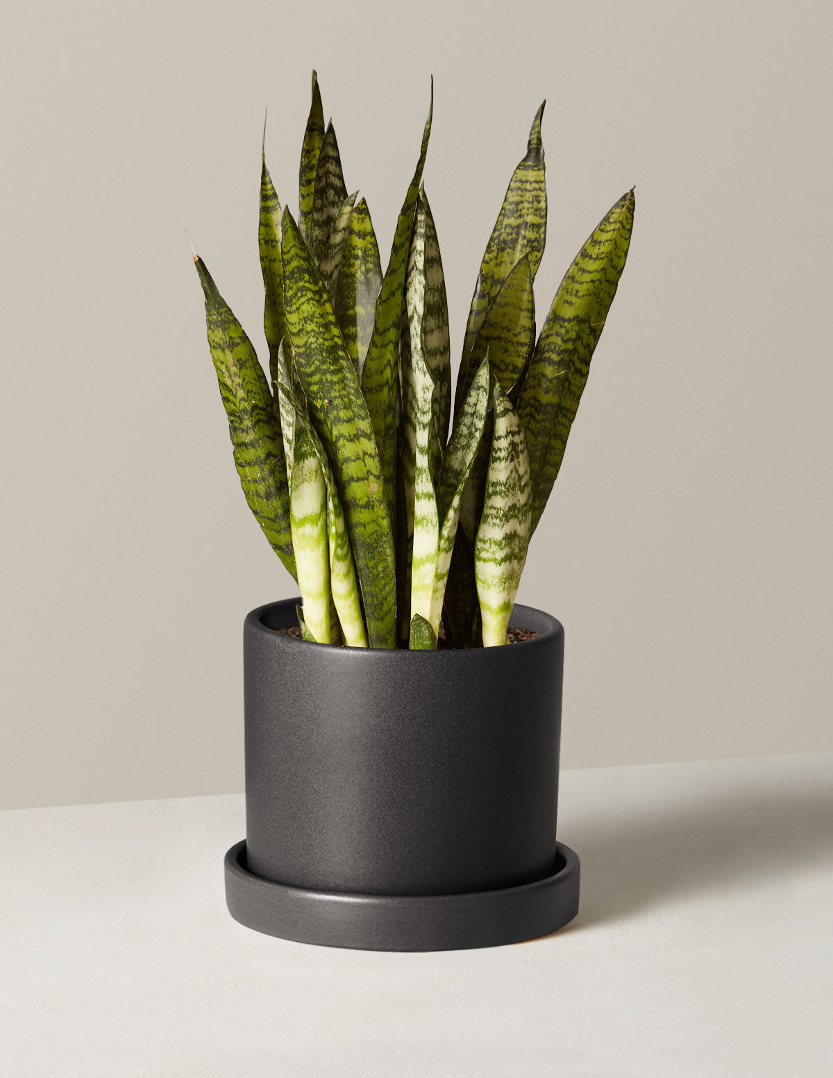 Paşa Kılıcı (Snake Plant) Zeylanica