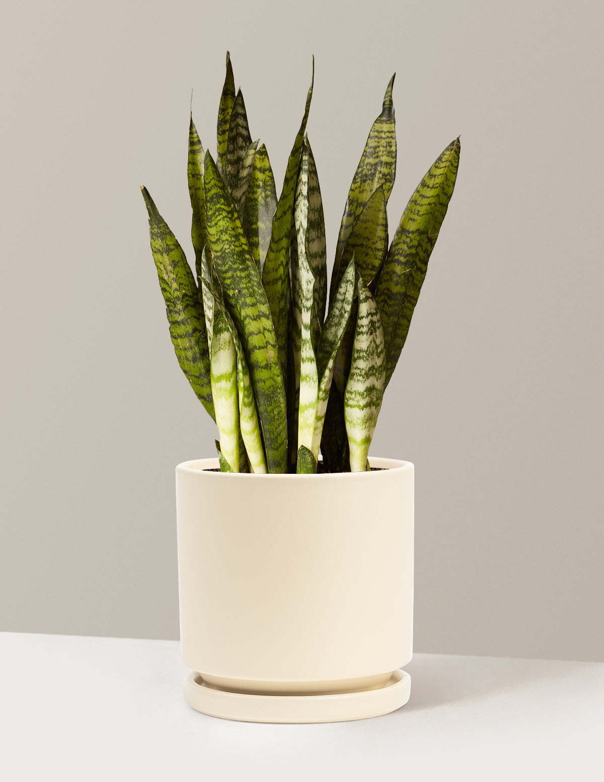 Paşa Kılıcı (Snake Plant) Zeylanica