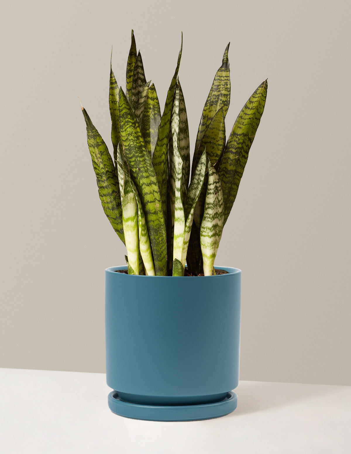 Paşa Kılıcı (Snake Plant) Zeylanica