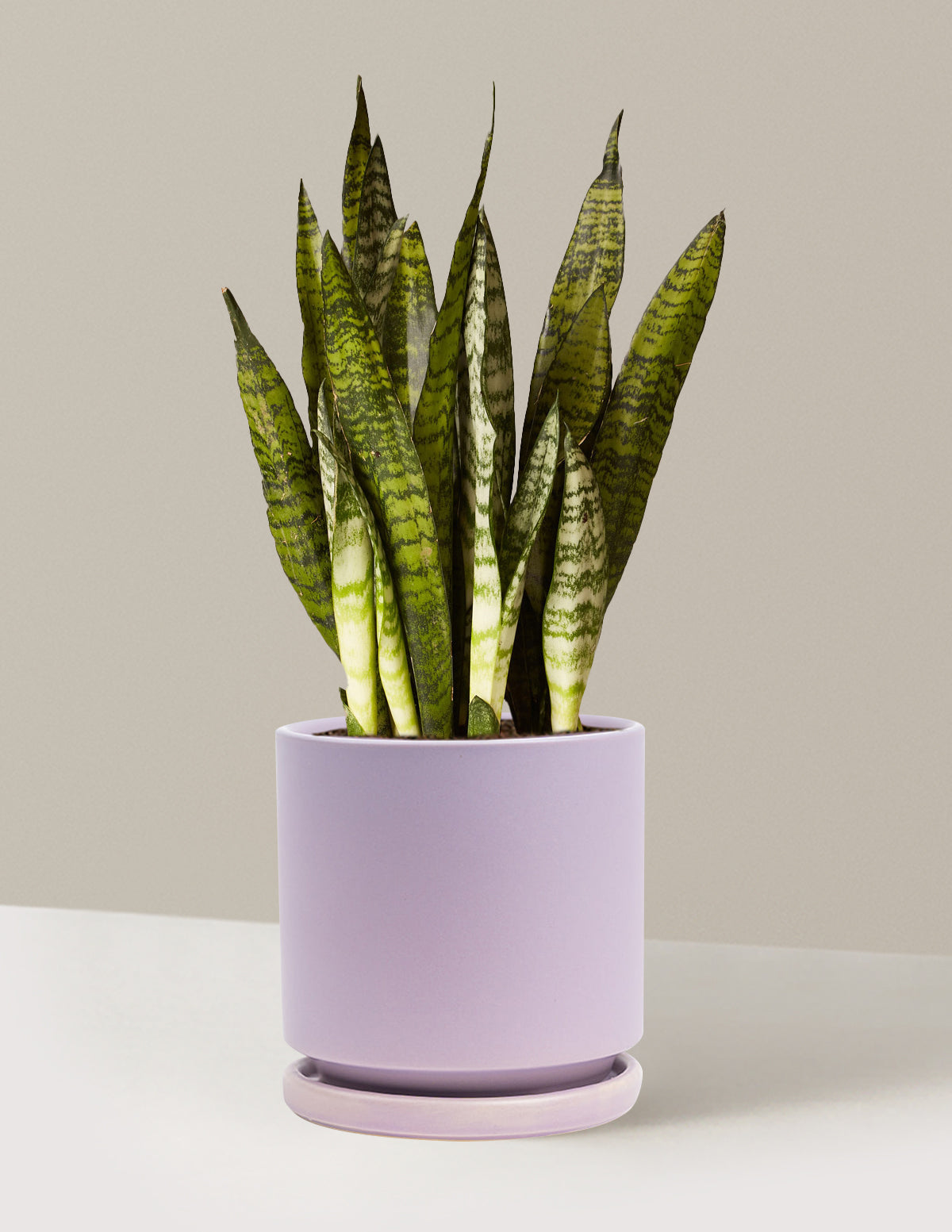 Paşa Kılıcı (Snake Plant) Zeylanica