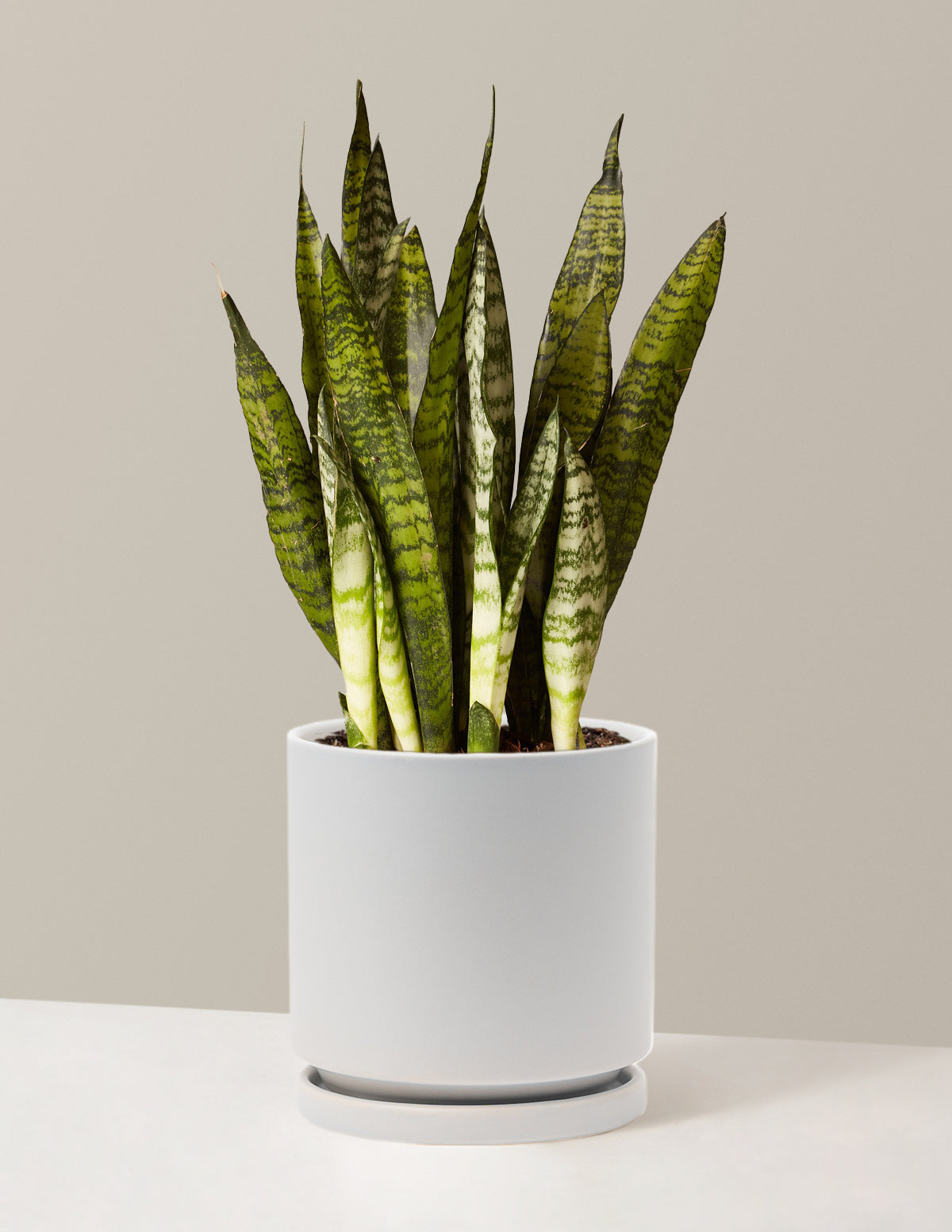 Paşa Kılıcı (Snake Plant) Zeylanica
