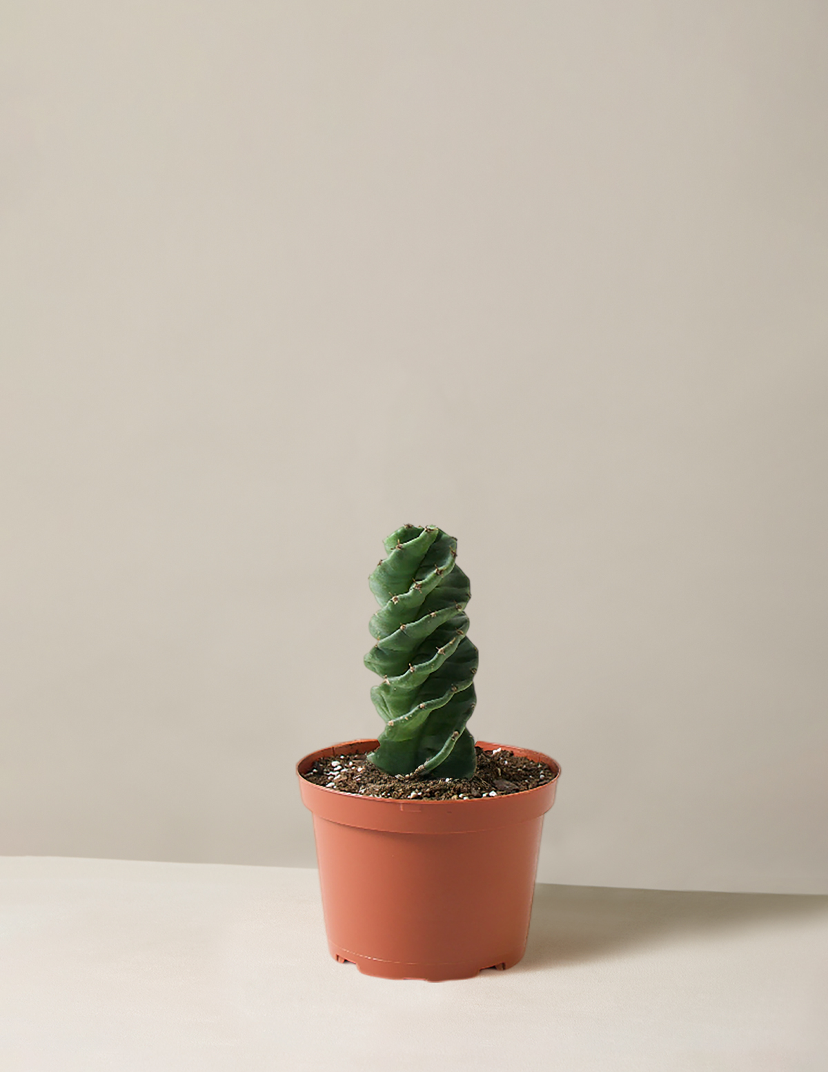 Spiral Kaktüs (Cereus forbesii)