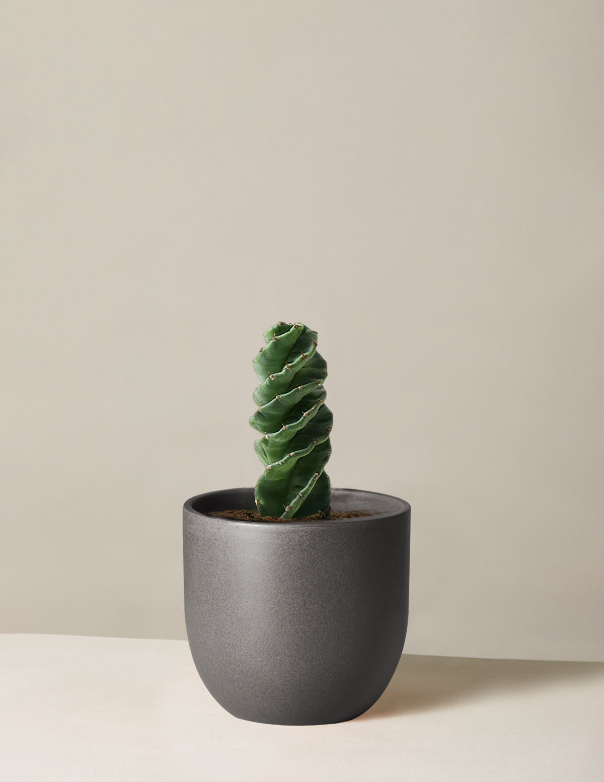 Spiral Kaktüs (Cereus forbesii)