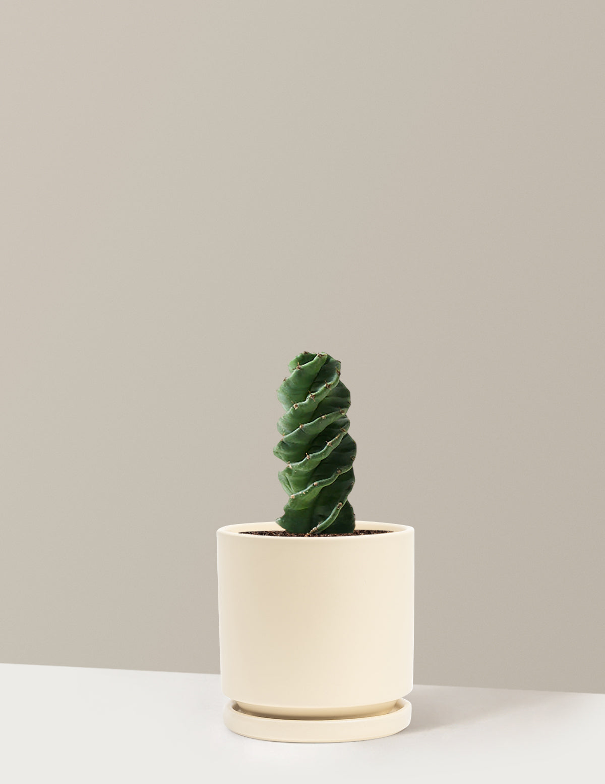 Spiral Kaktüs (Cereus forbesii)