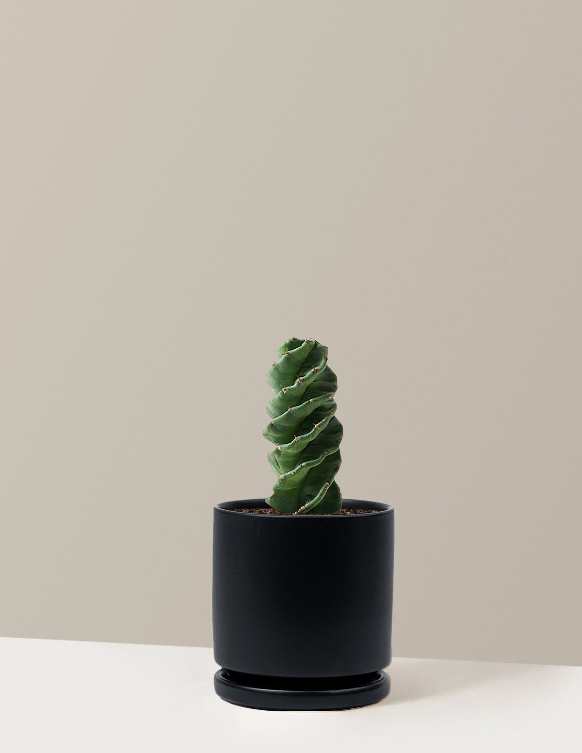 Spiral Kaktüs (Cereus forbesii)