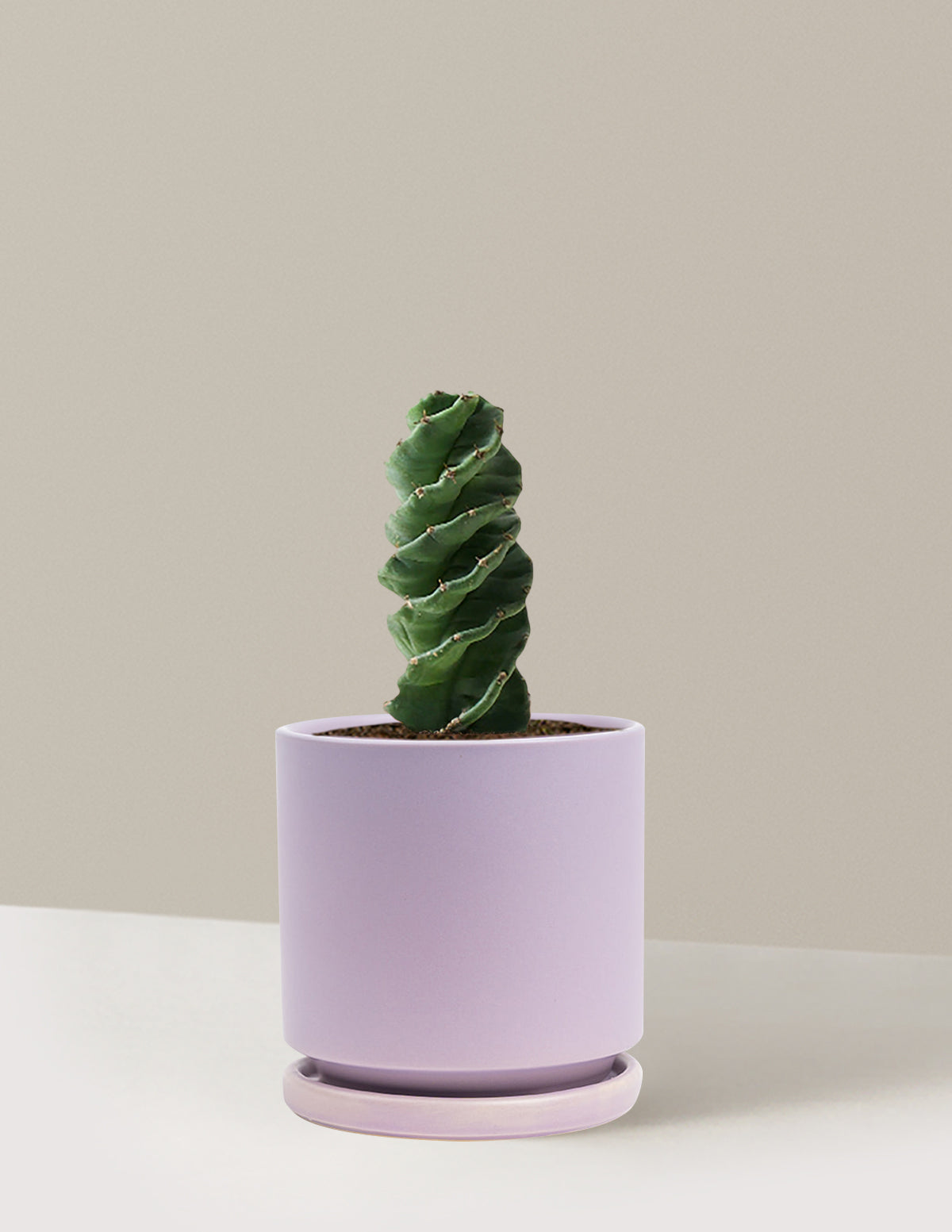 Spiral Kaktüs (Cereus forbesii)