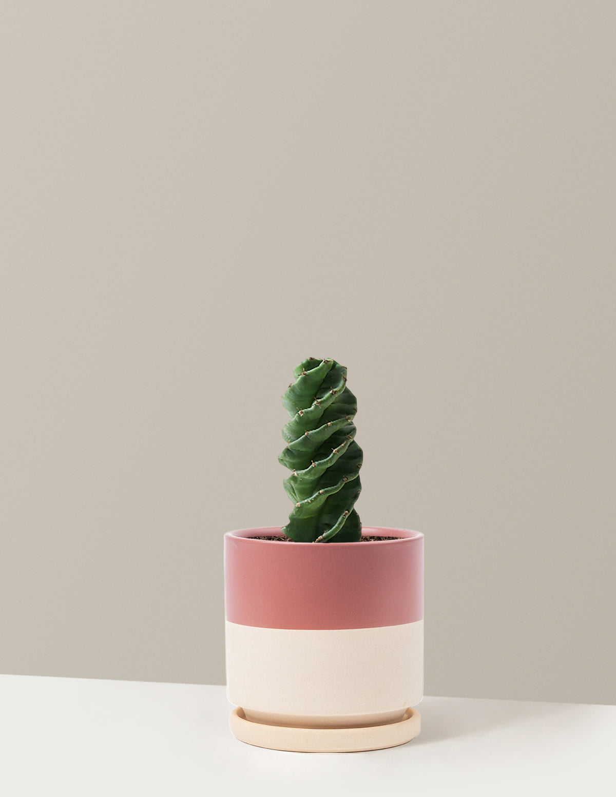 Spiral Kaktüs (Cereus forbesii)