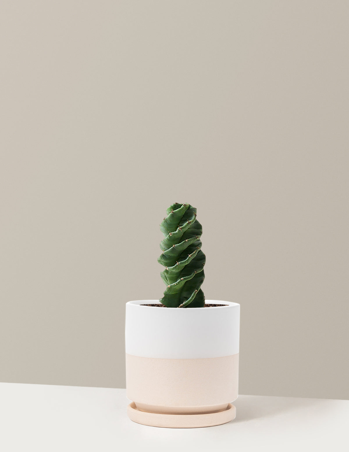 Spiral Kaktüs (Cereus forbesii)
