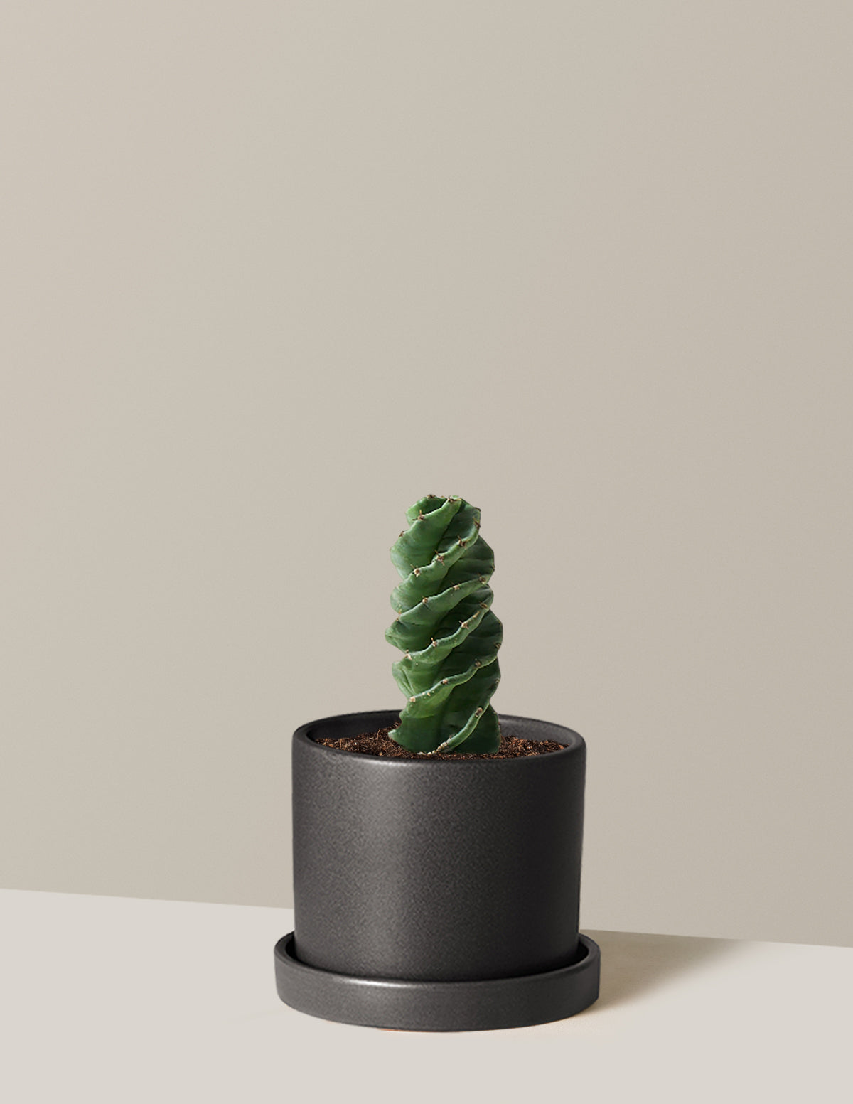 Spiral Kaktüs (Cereus forbesii)