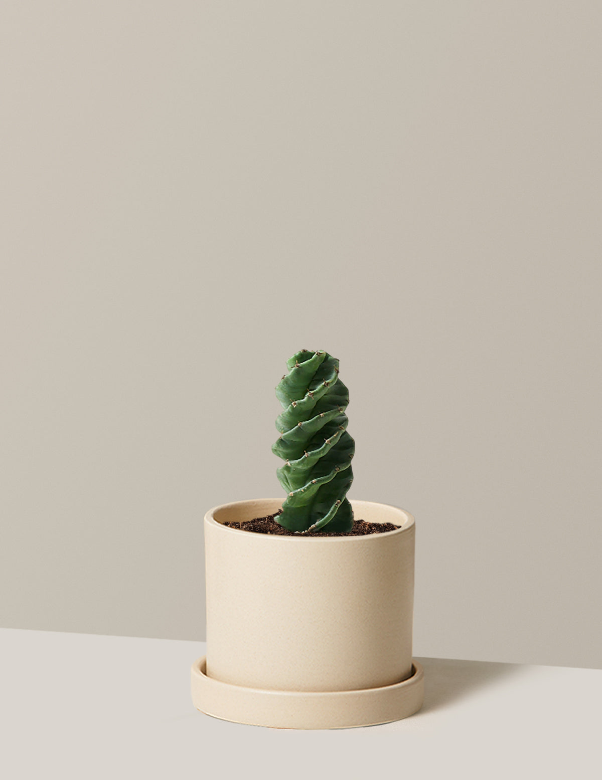 Spiral Kaktüs (Cereus forbesii)