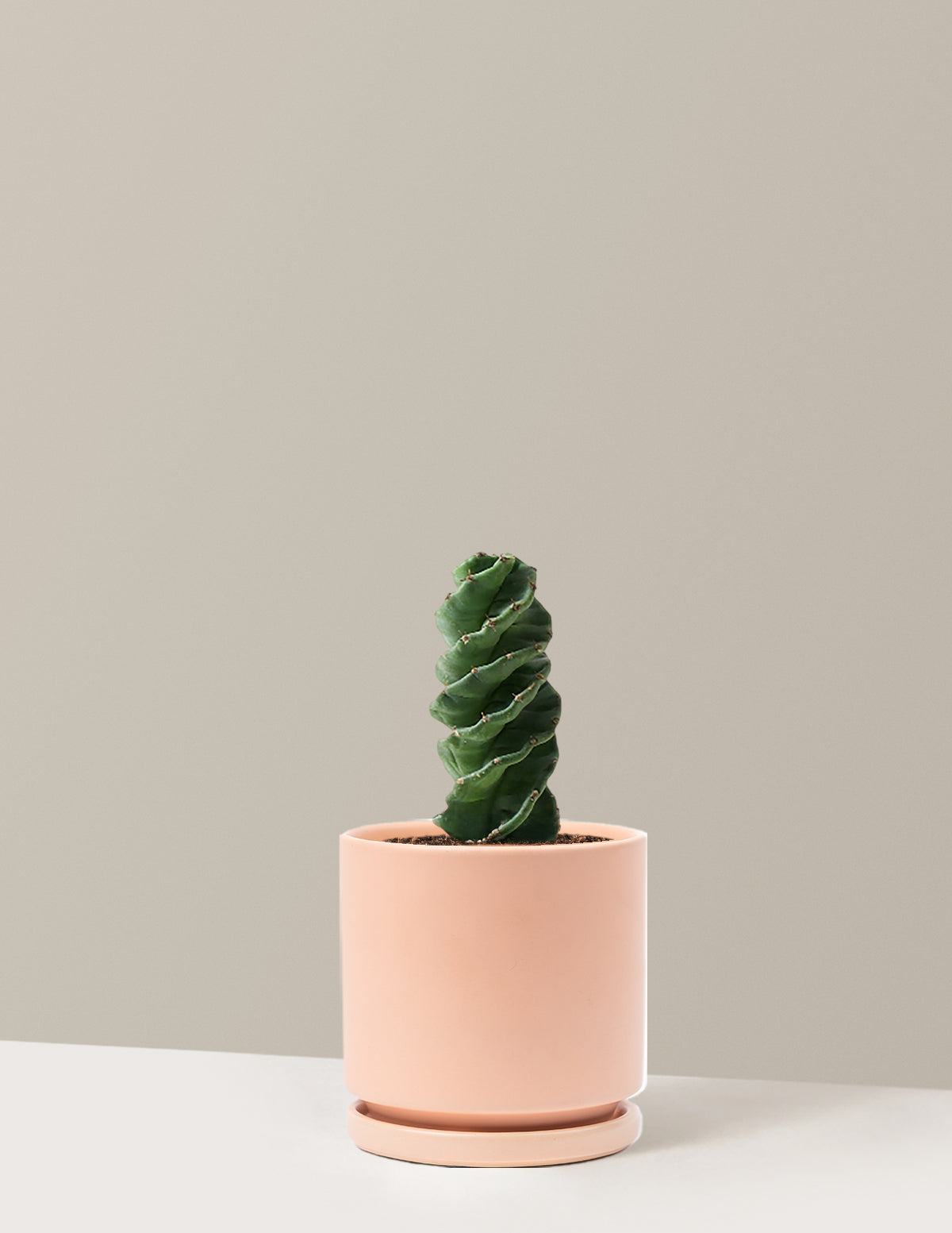 Spiral Kaktüs (Cereus forbesii)