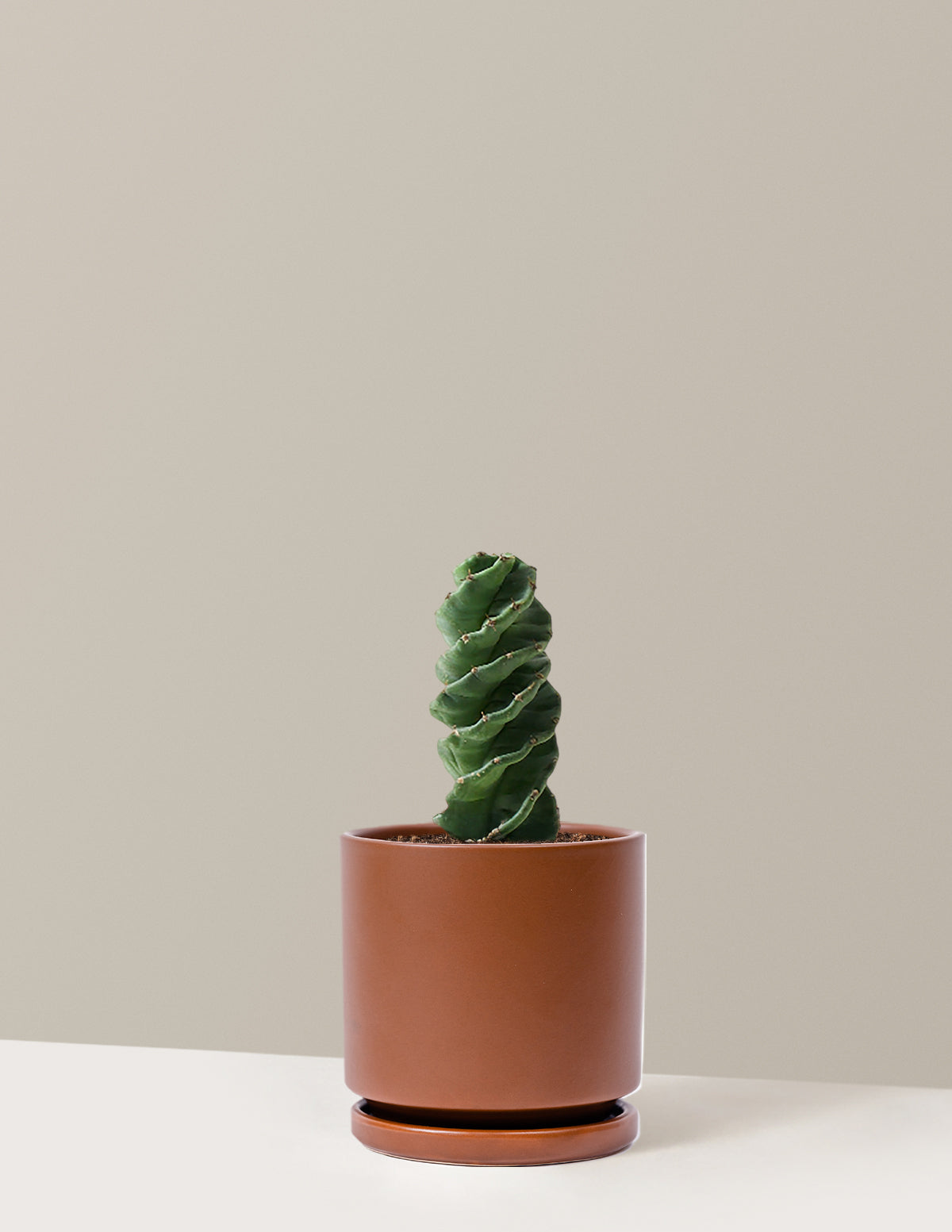 Spiral Kaktüs (Cereus forbesii)