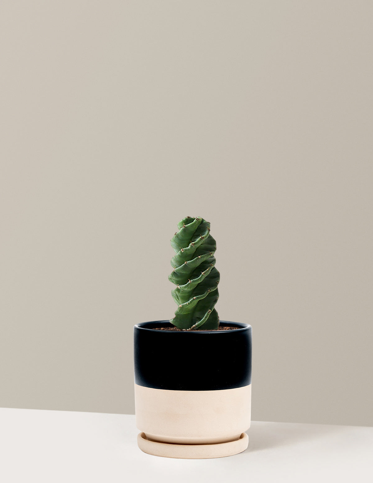 Spiral Kaktüs (Cereus forbesii)