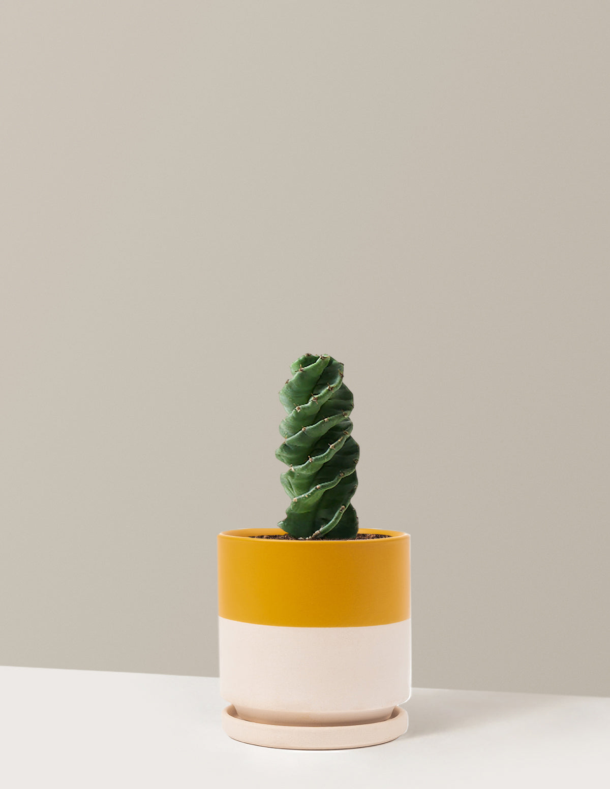 Spiral Kaktüs (Cereus forbesii)