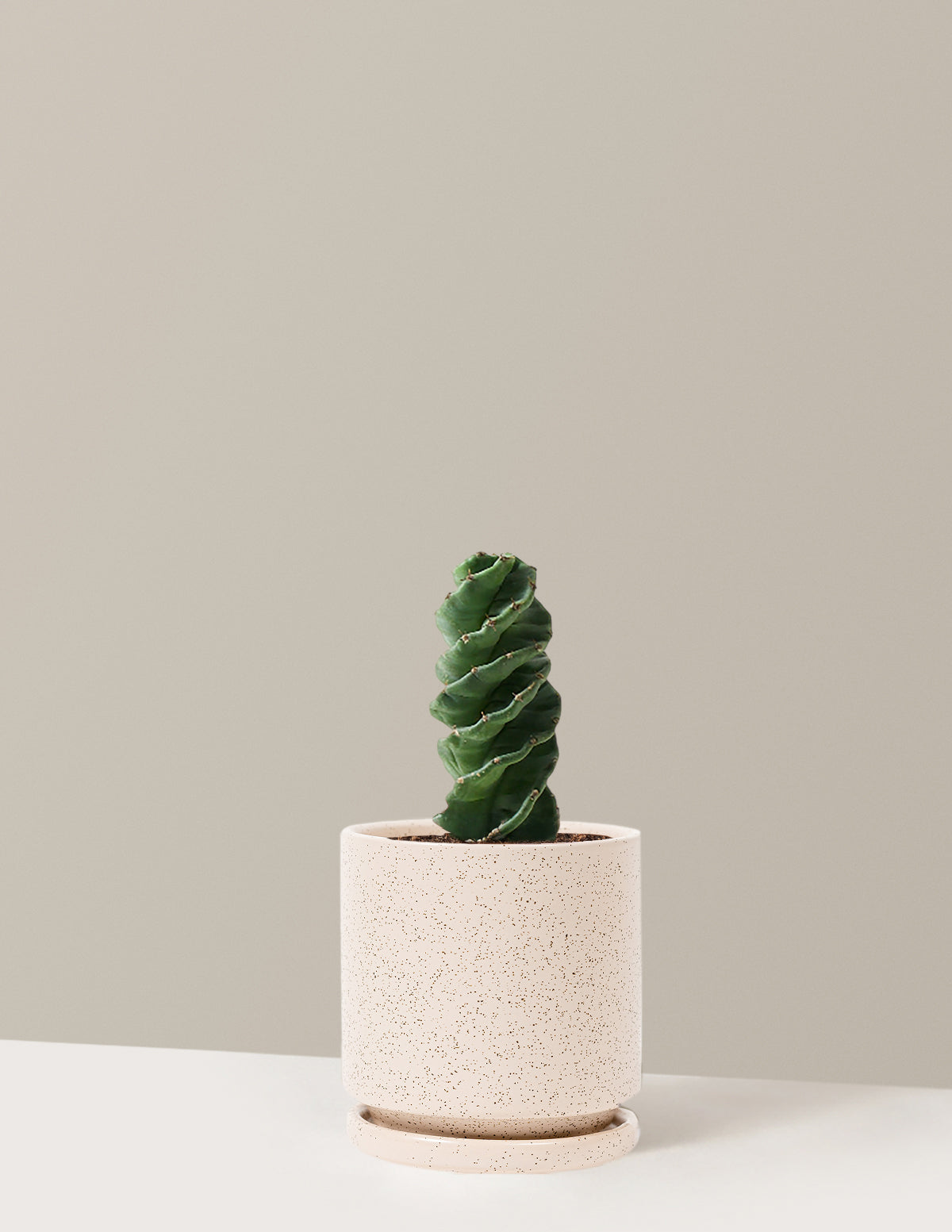Spiral Kaktüs (Cereus forbesii)