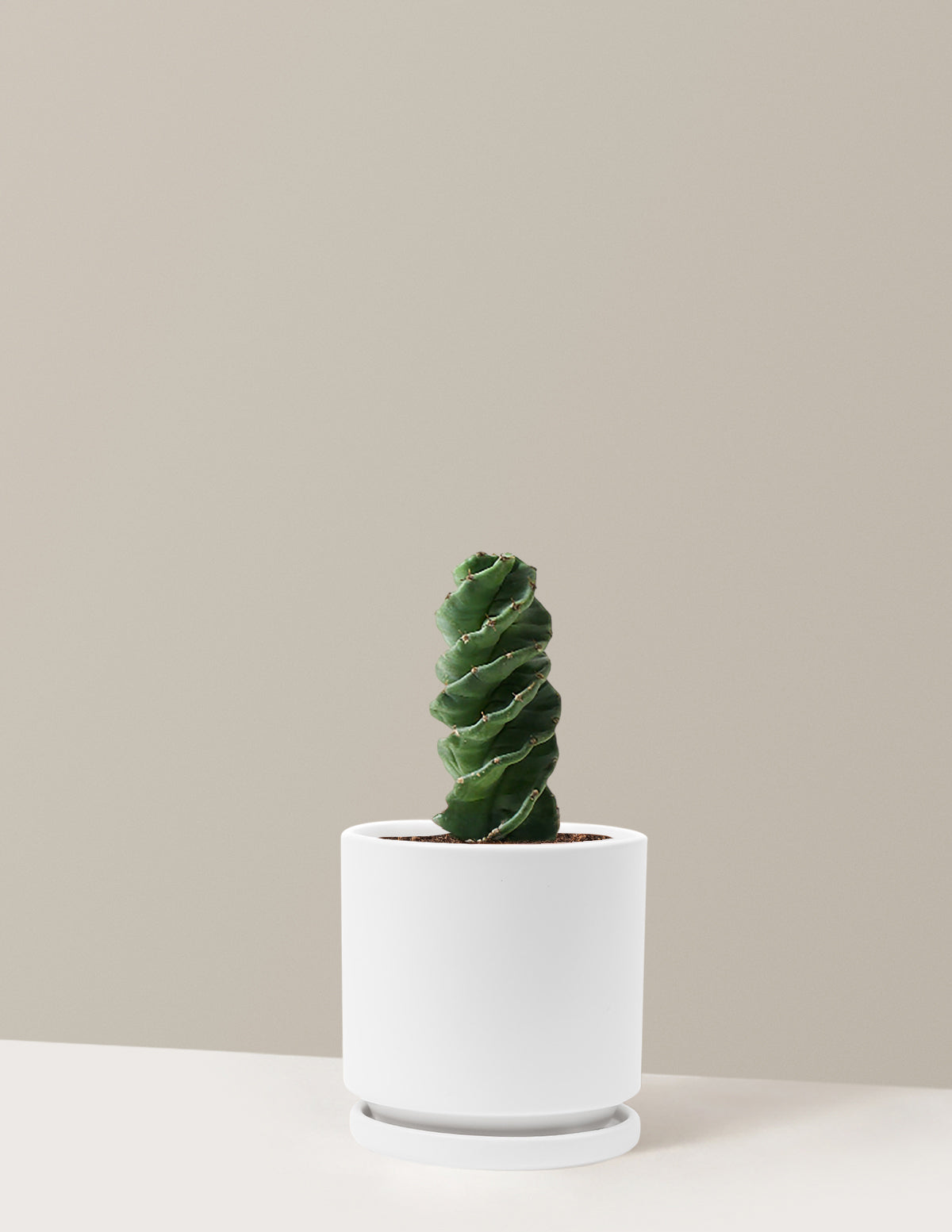 Spiral Kaktüs (Cereus forbesii)