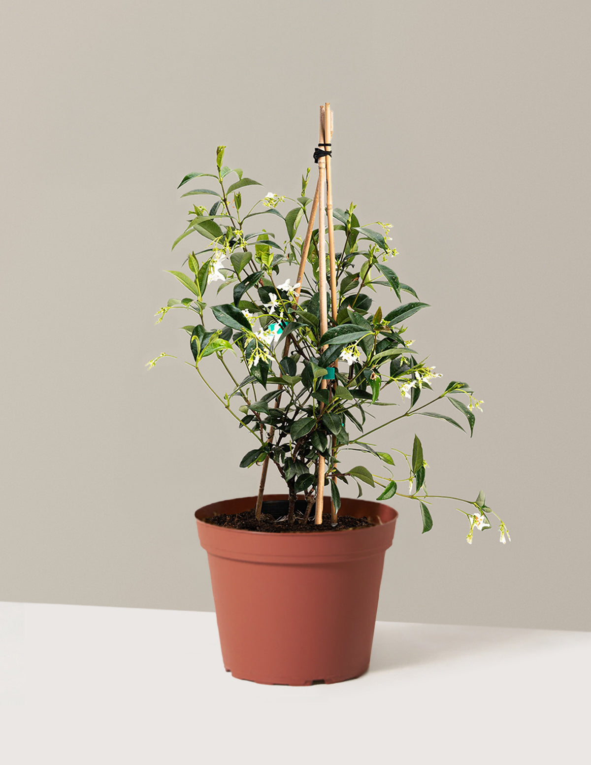 Yıldız Yasemini (Star Jasmine)