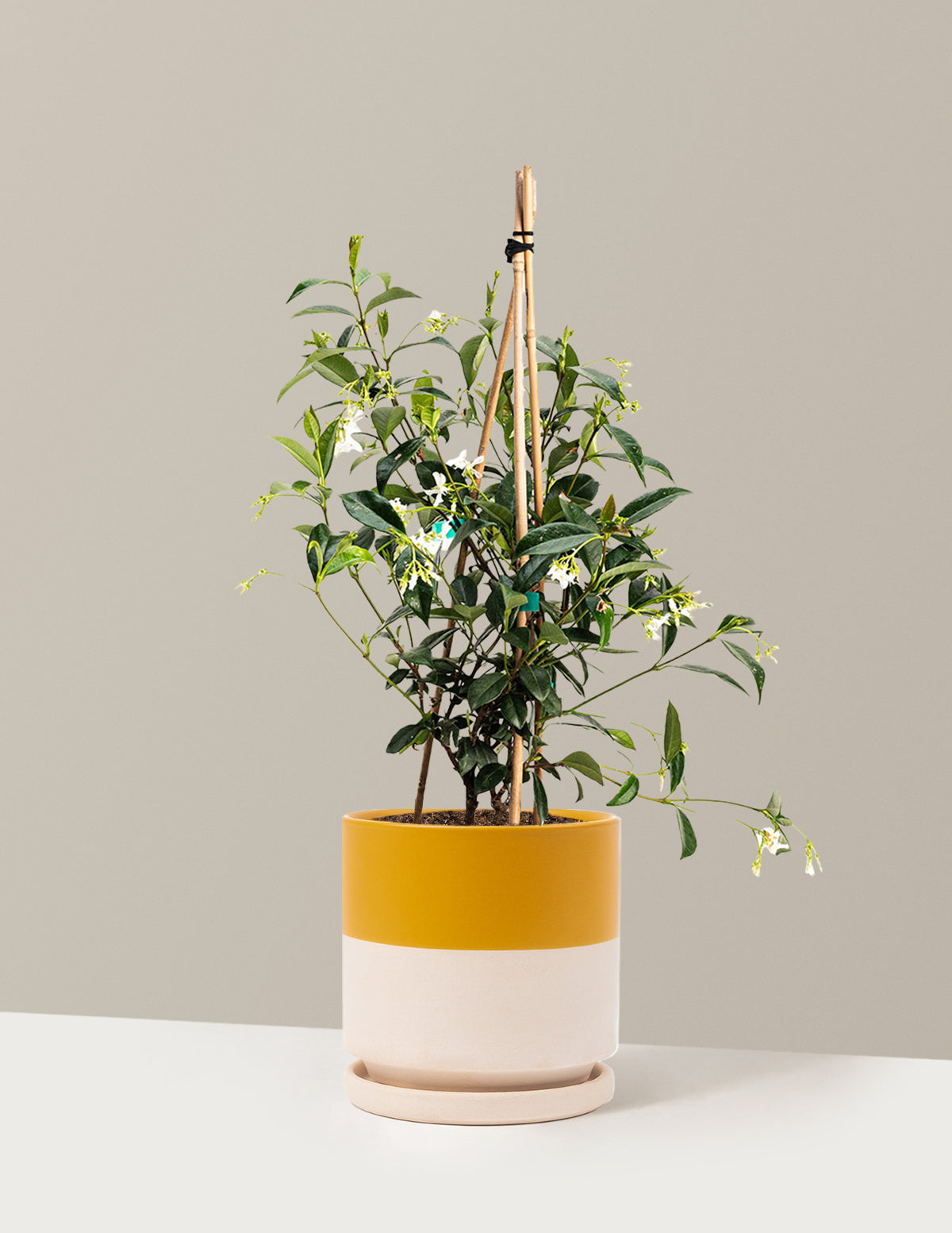 Yıldız Yasemini (Star Jasmine)
