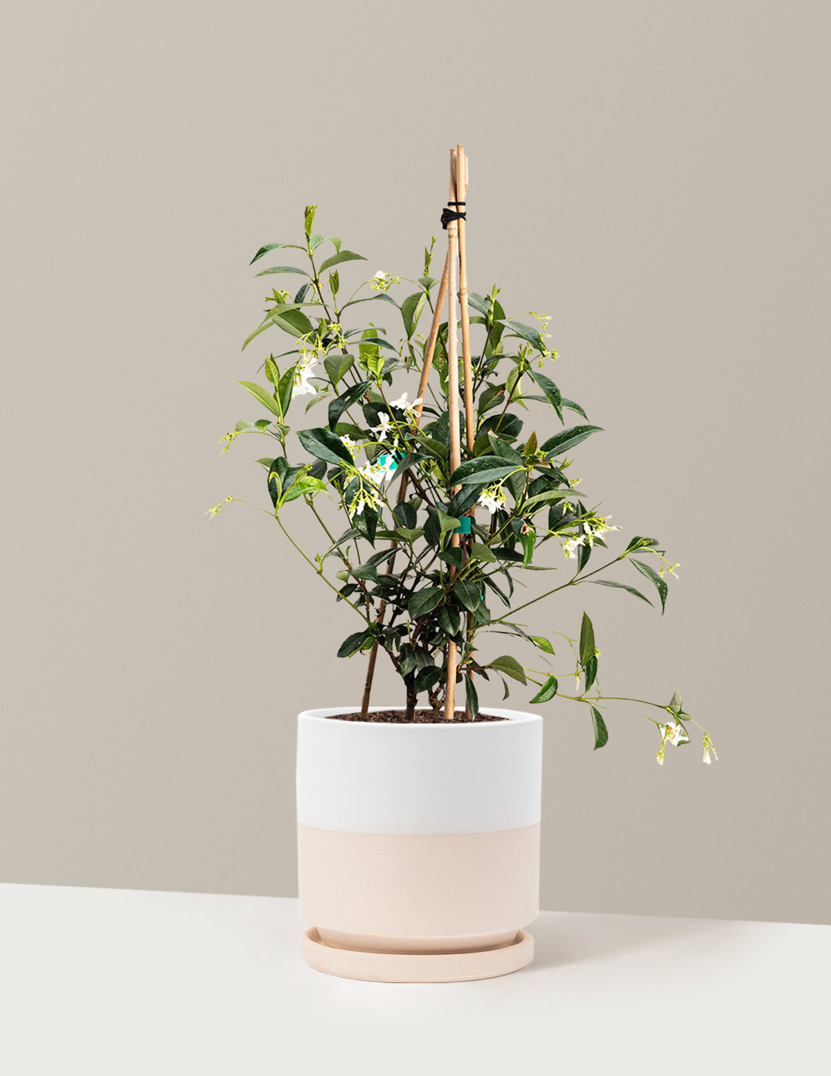 Yıldız Yasemini (Star Jasmine)