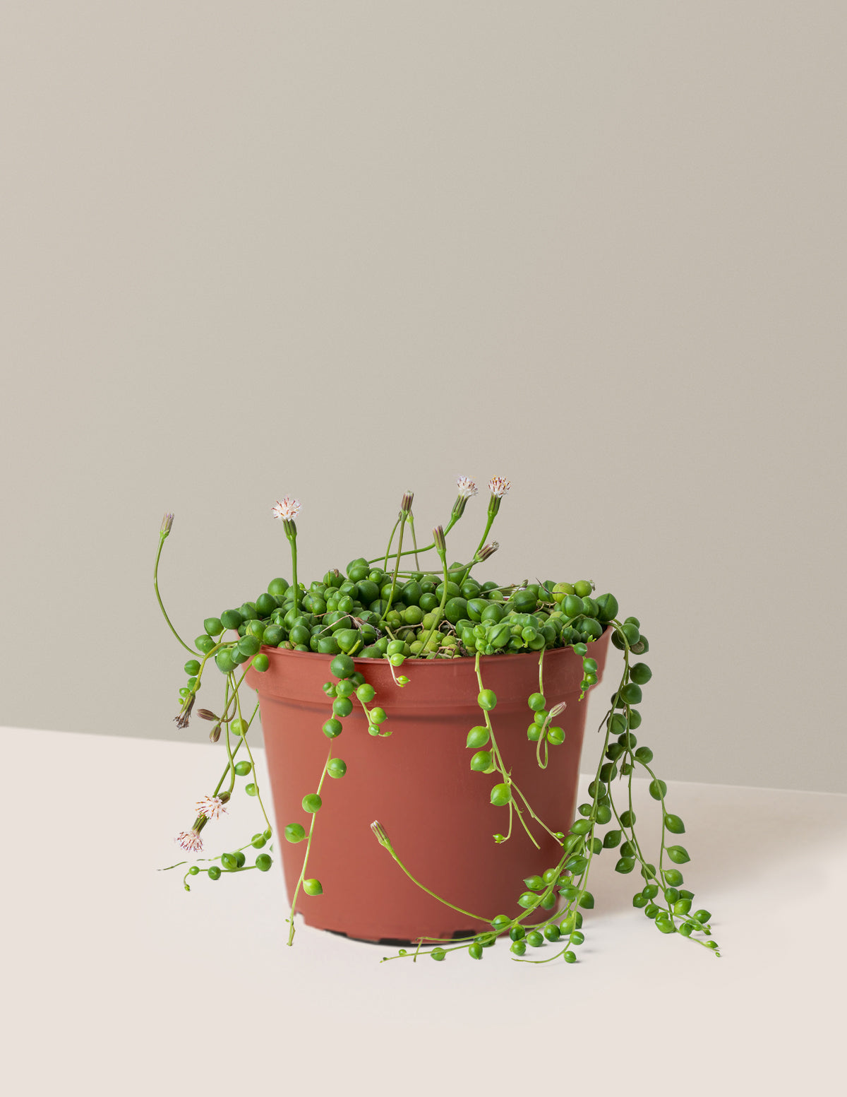 İnci Kolyesi (String of Pearls)