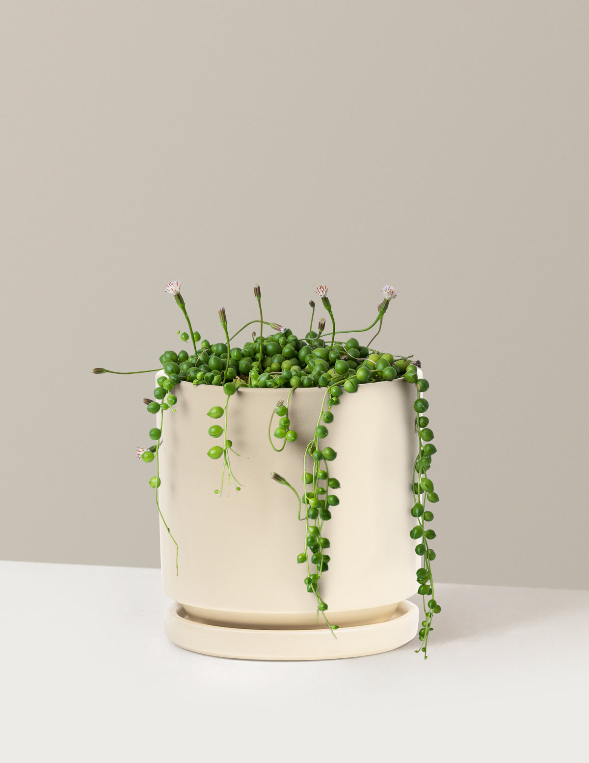İnci Kolyesi (String of Pearls)