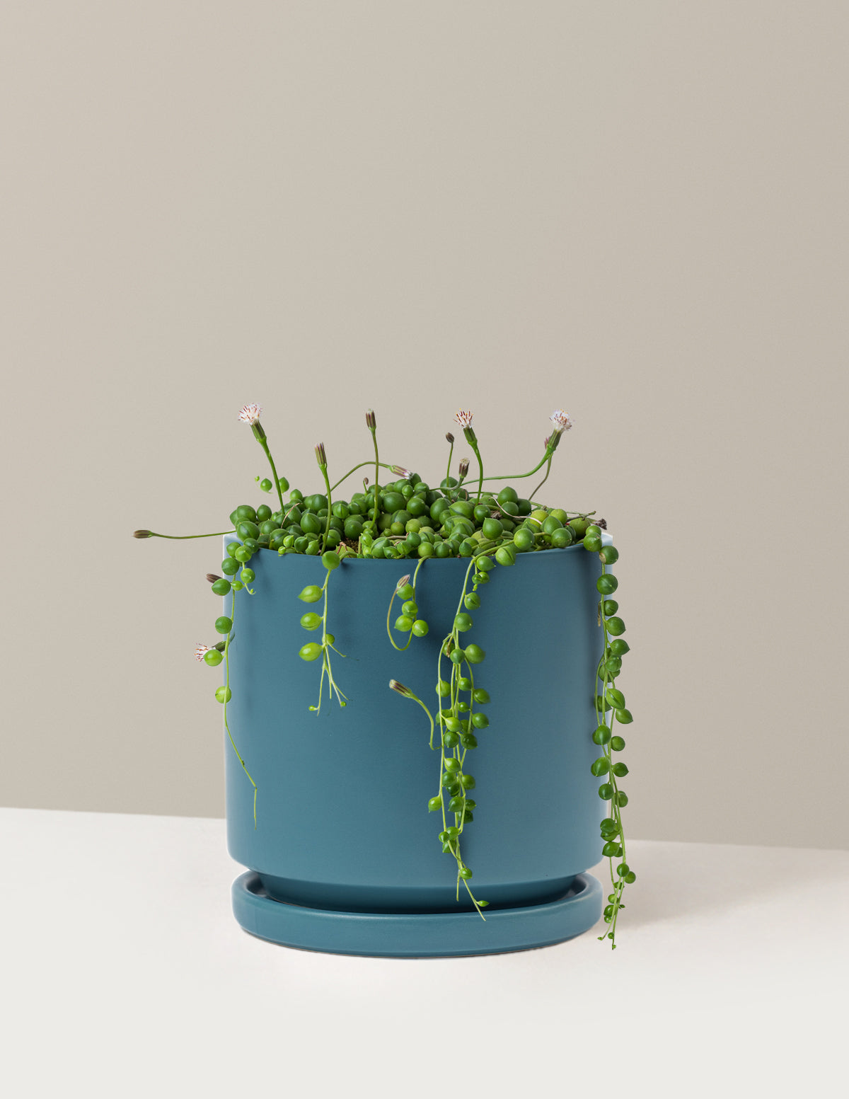 İnci Kolyesi (String of Pearls)