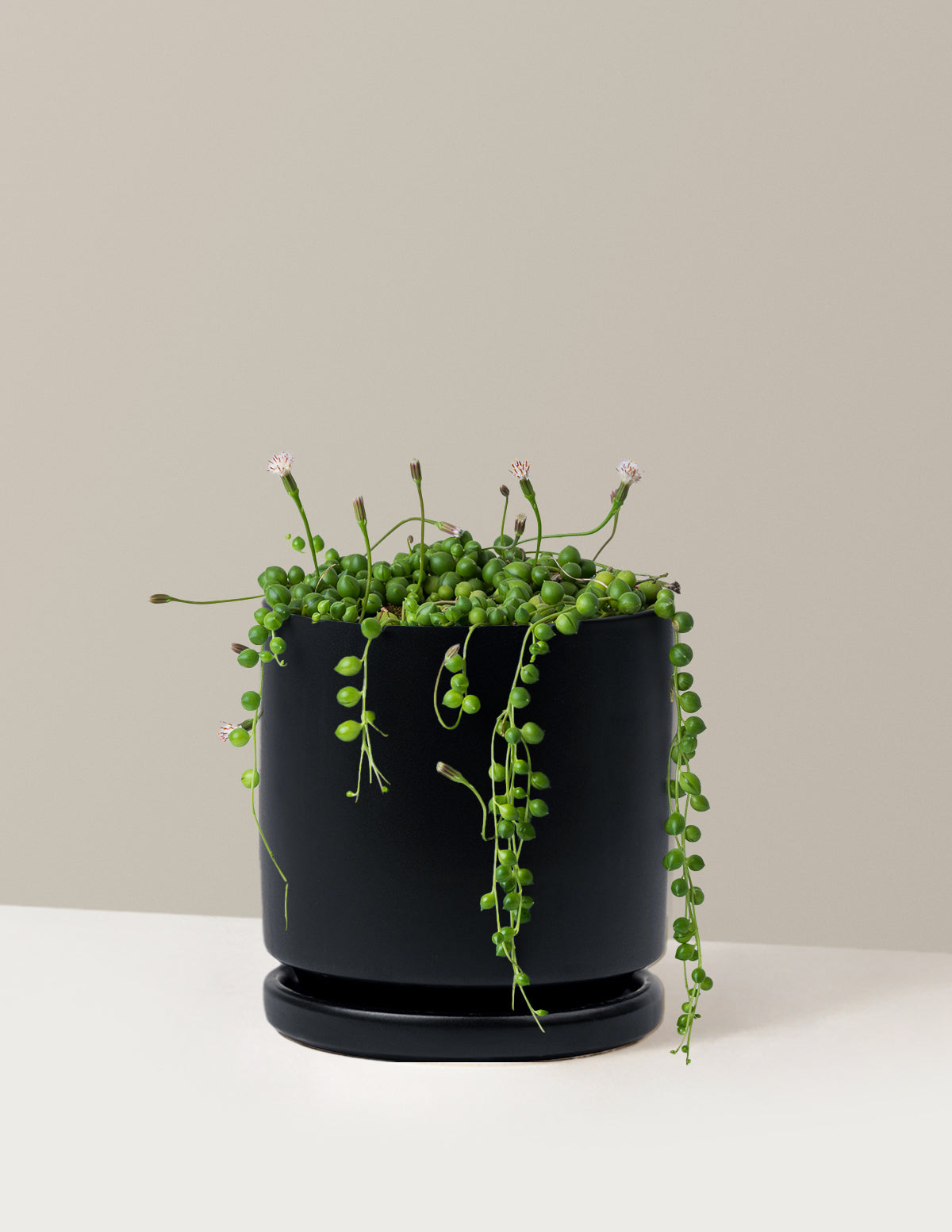İnci Kolyesi (String of Pearls)