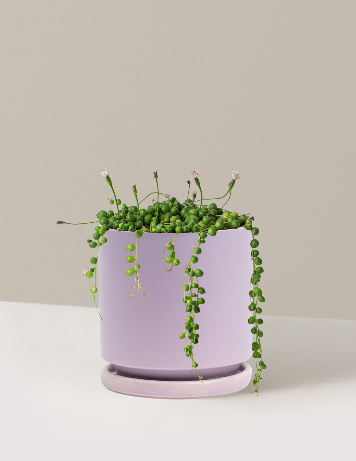 İnci Kolyesi (String of Pearls)