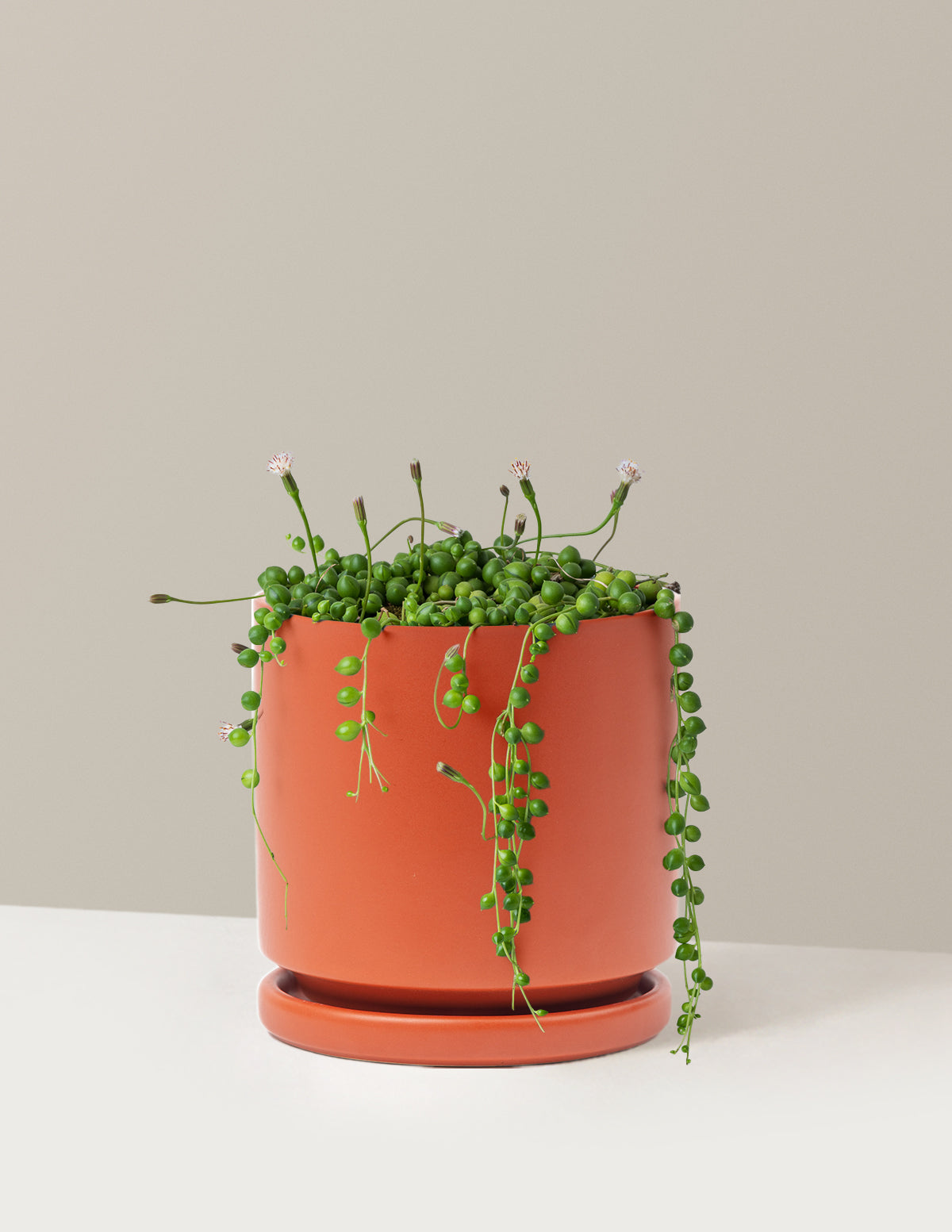 İnci Kolyesi (String of Pearls)