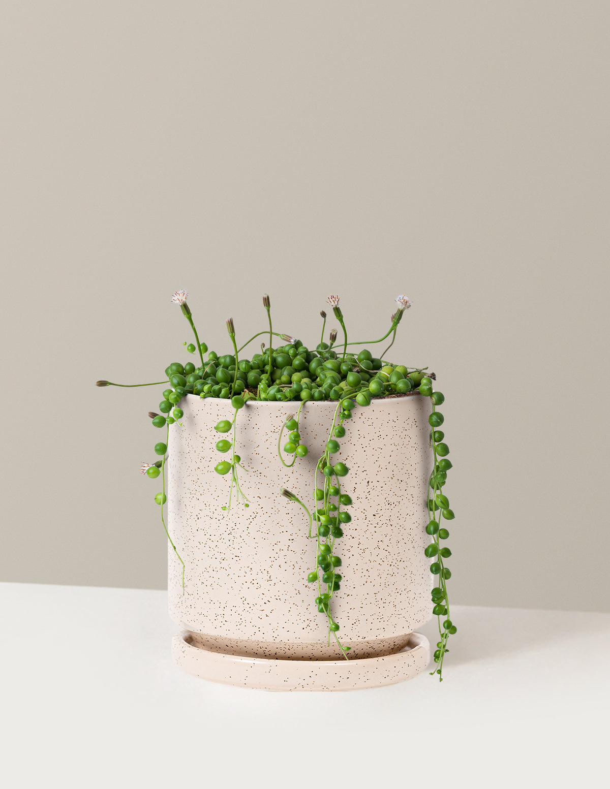 İnci Kolyesi (String of Pearls)