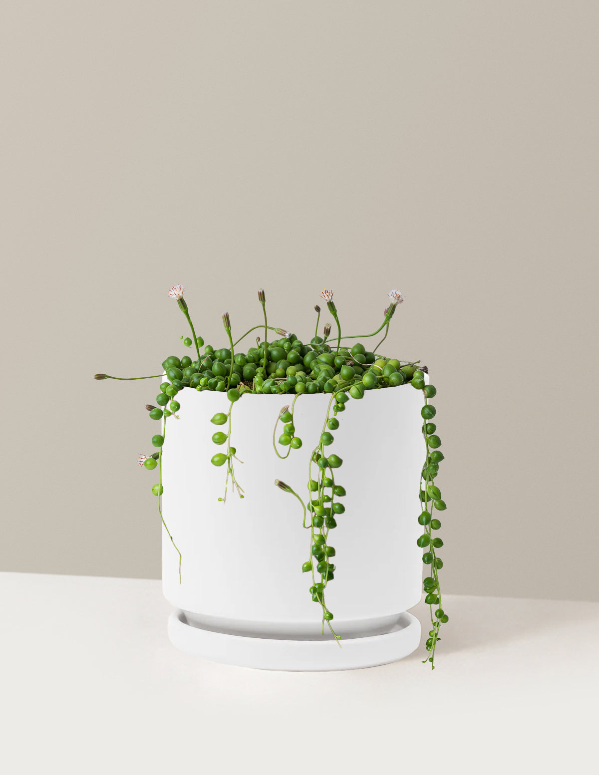 İnci Kolyesi (String of Pearls)