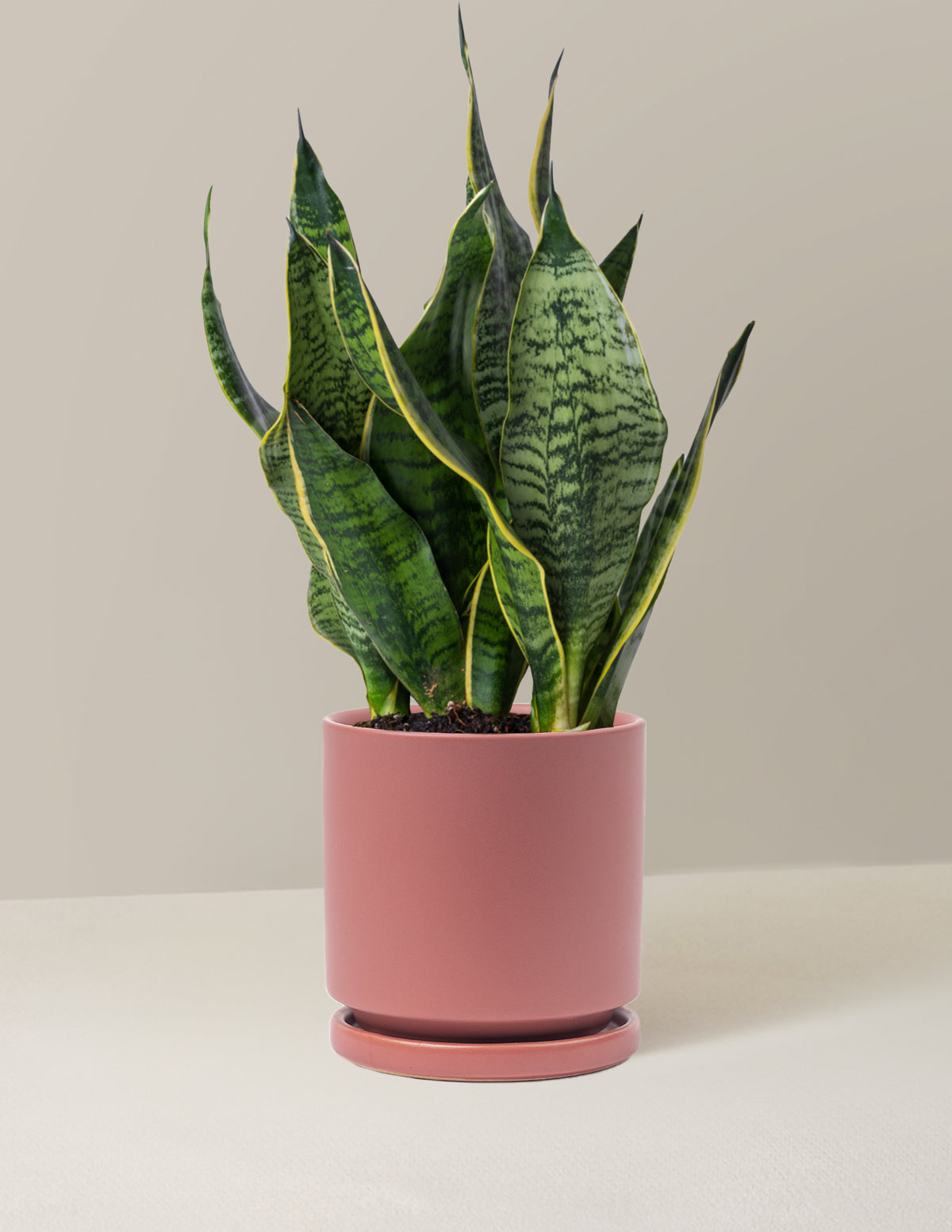 Paşa Kılıcı (Snake Plant) 'Futura Superba'