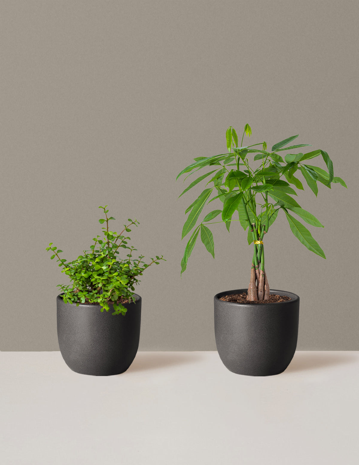 Prosperity Duo