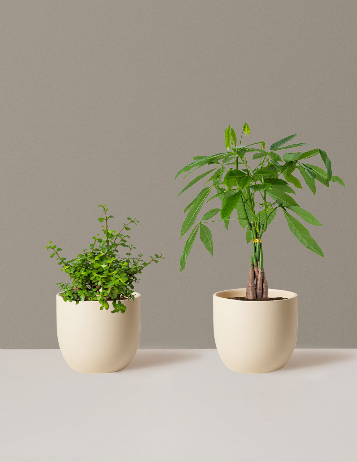 Prosperity Duo