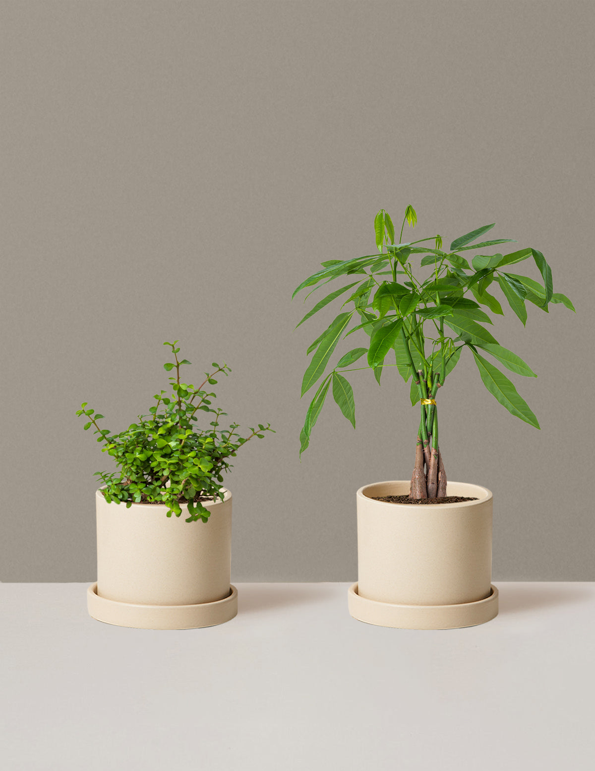 Prosperity Duo