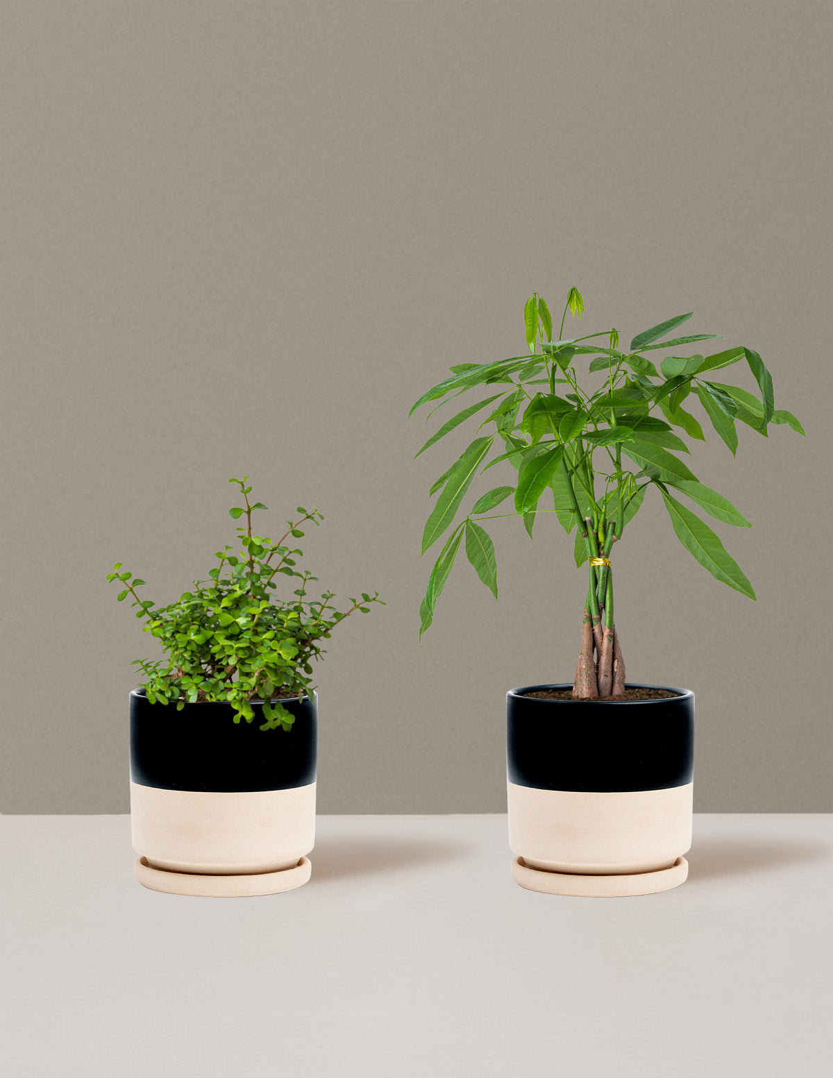 Prosperity Duo