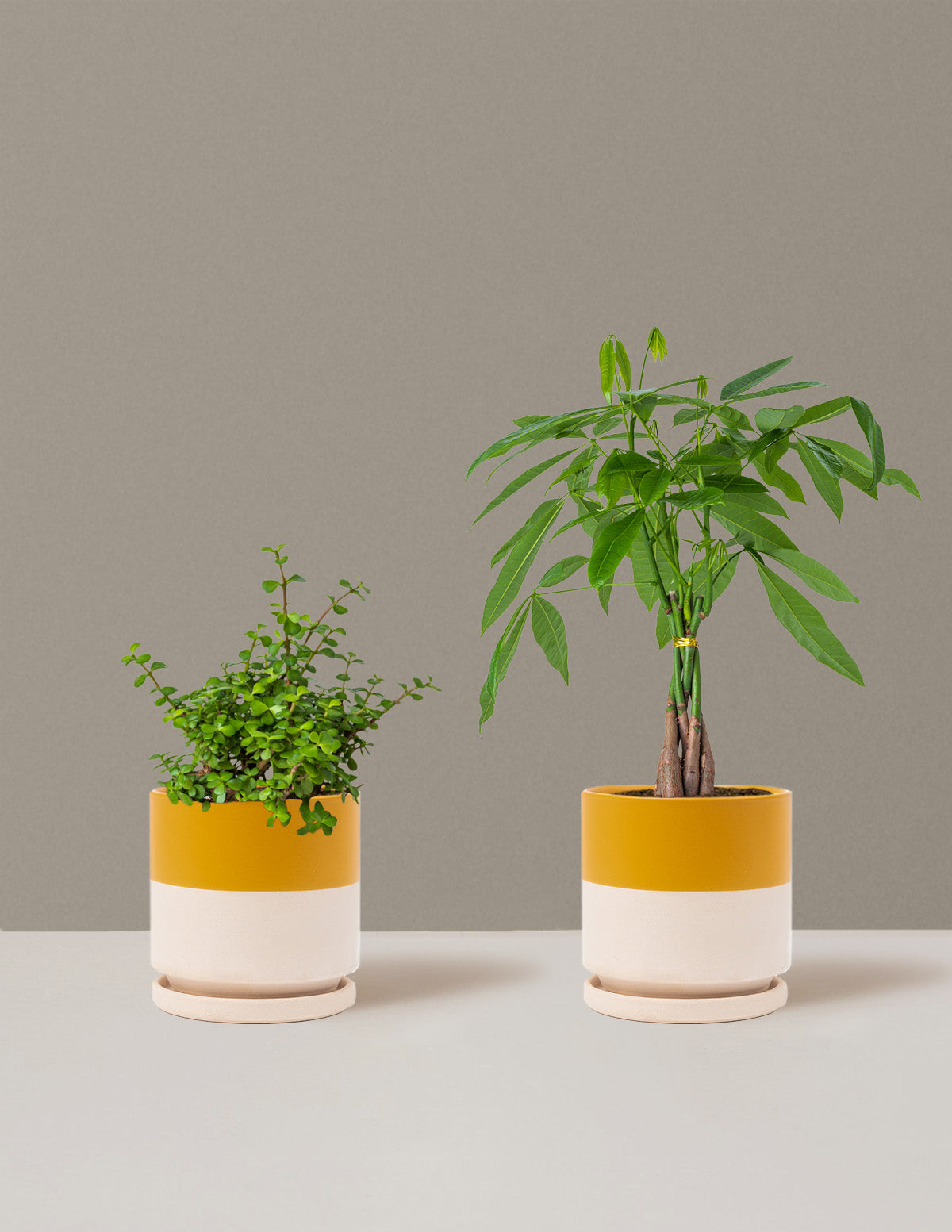Prosperity Duo